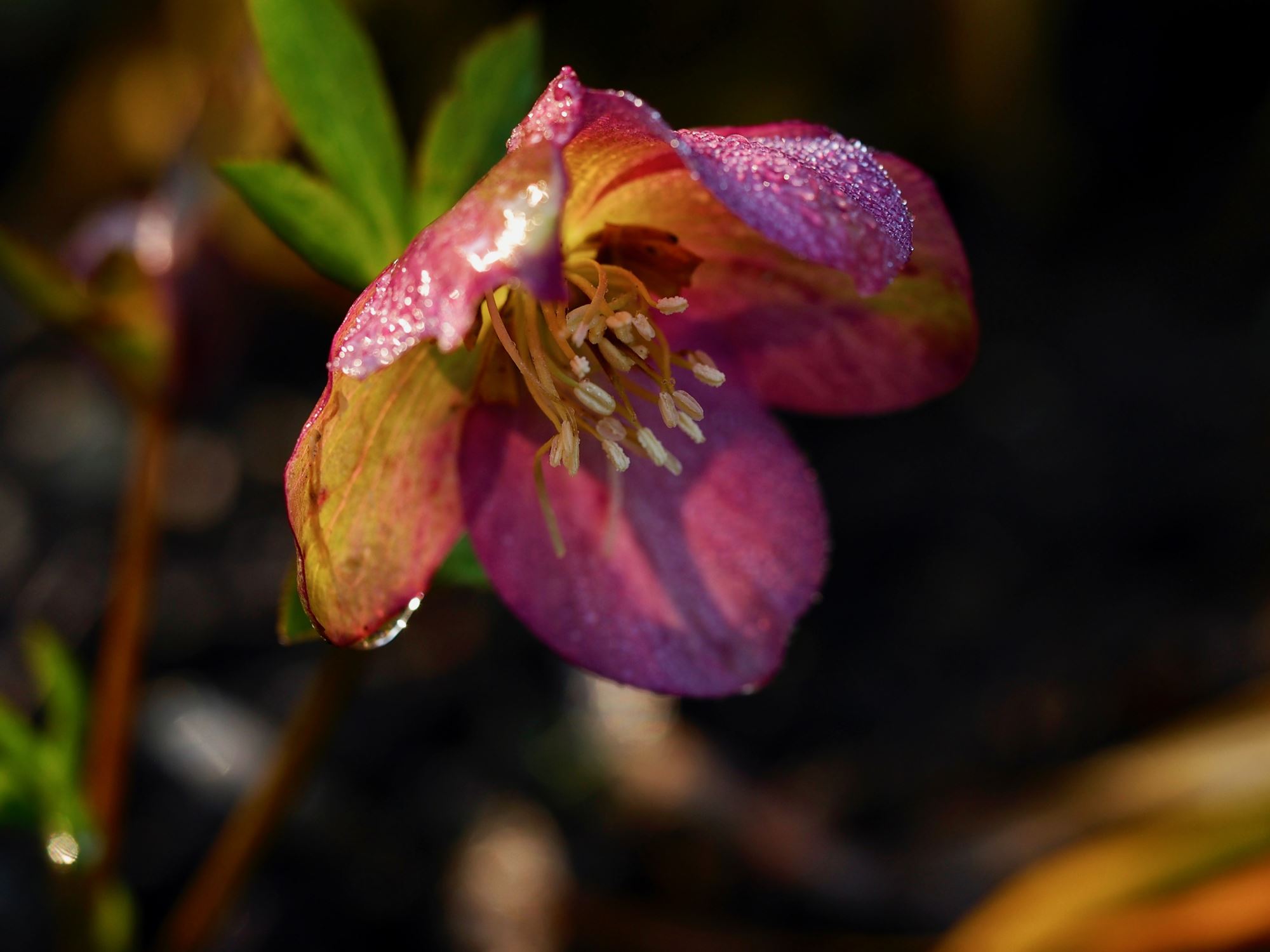 Image of Helleborus dumetorum 'Atrorubens'