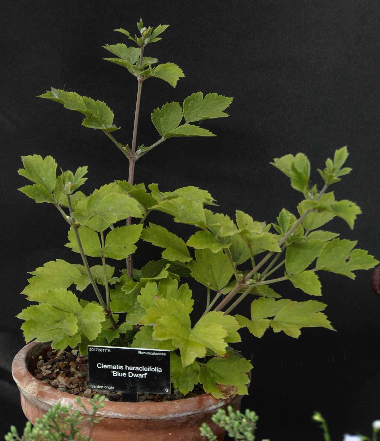 Image of Clematis heracleifolia 'Blue Dwarf'