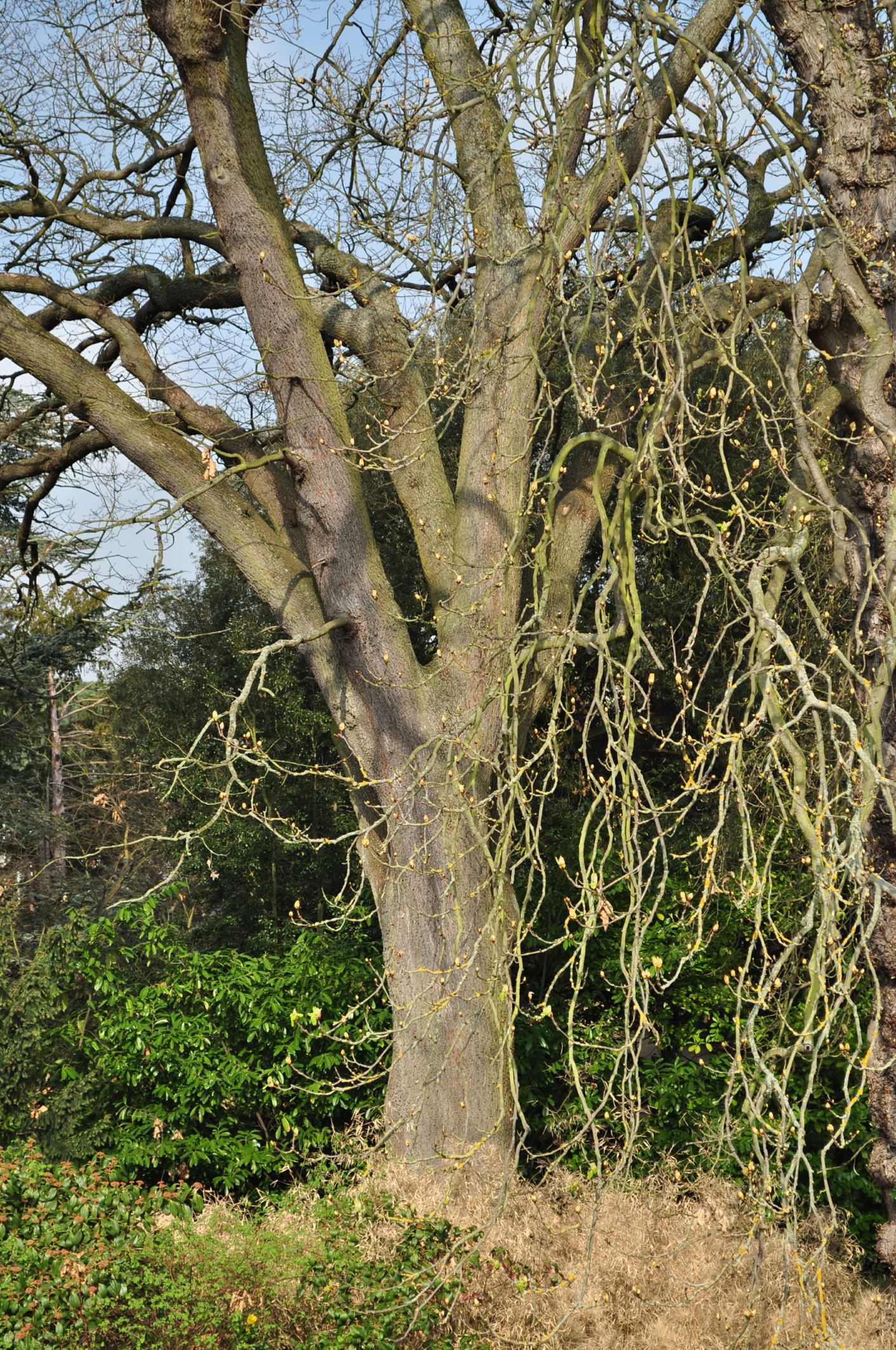 Image of Quercus petraea