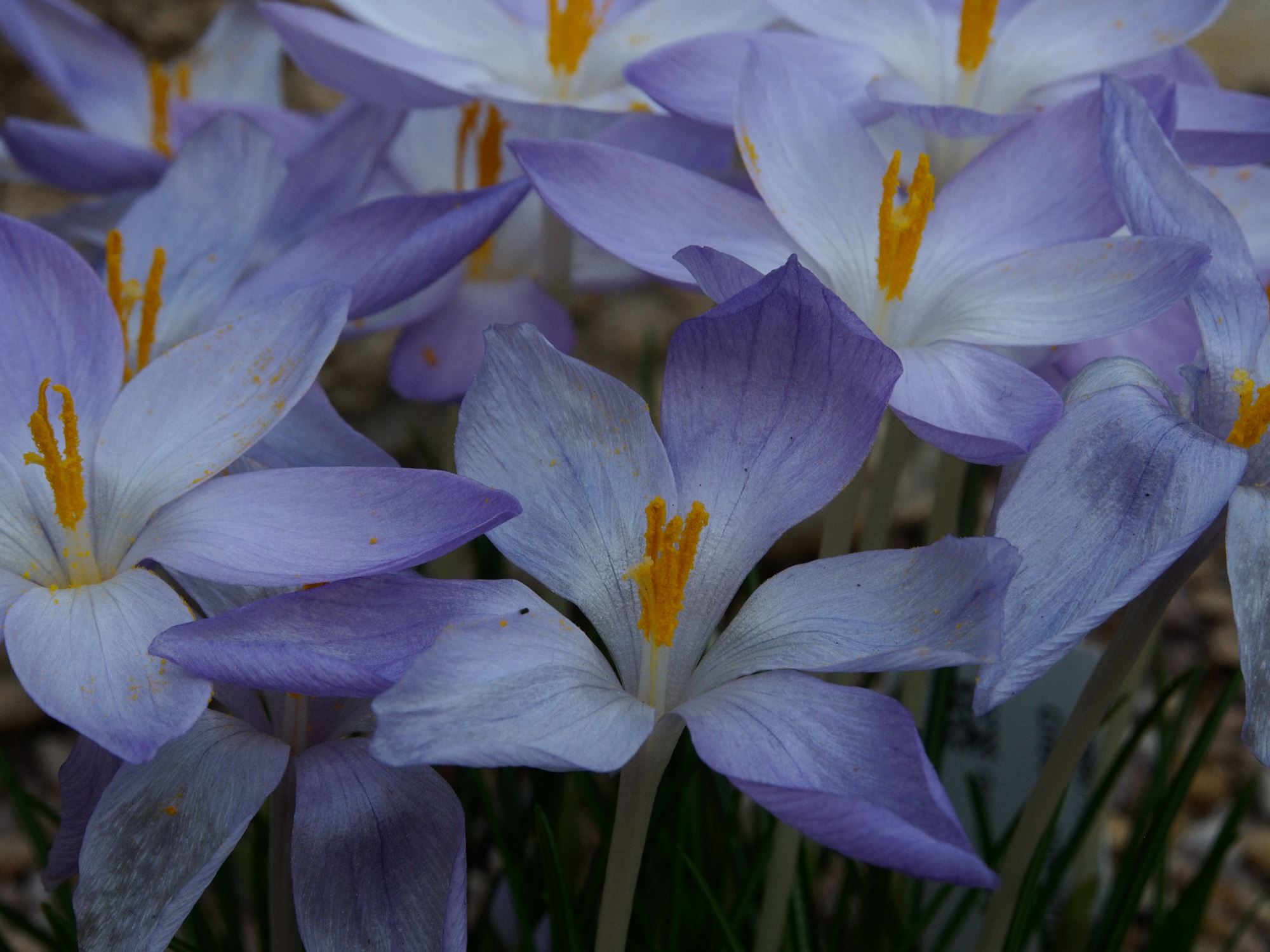 Image of Crocus goulimyi