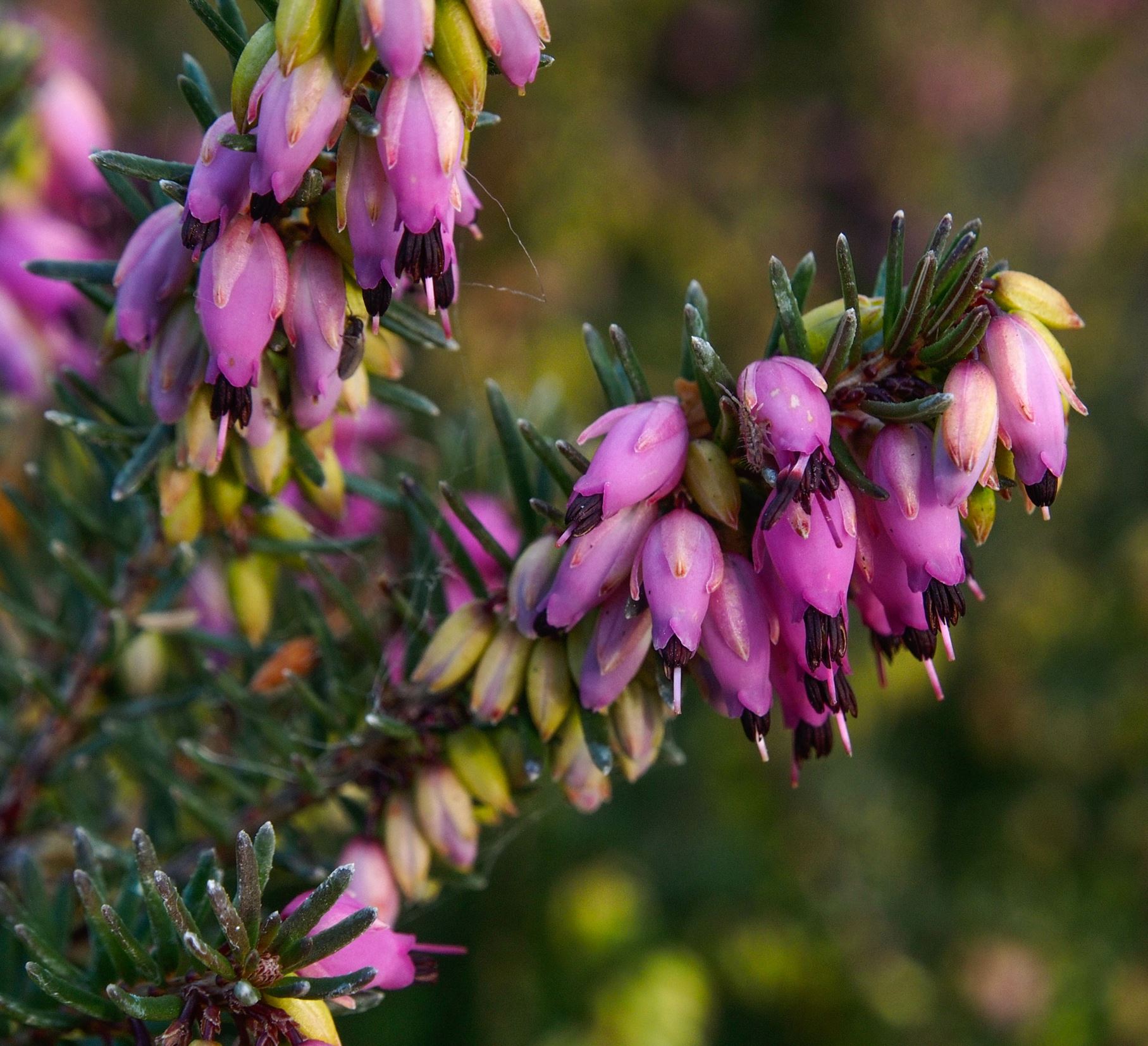 Image of Erica Ã— darleyensis 'Kramer's Rote'