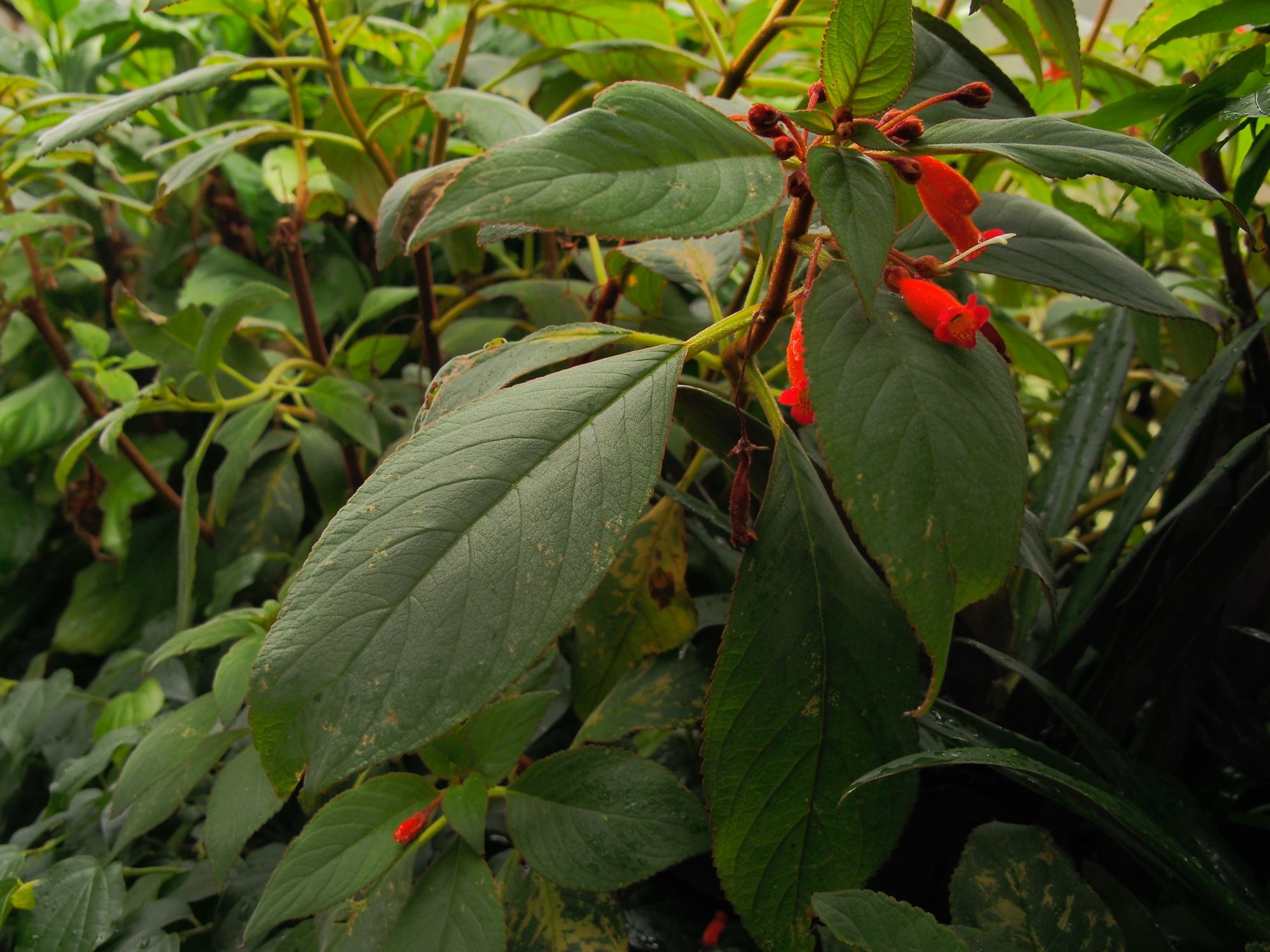 Image of Kohleria eriantha