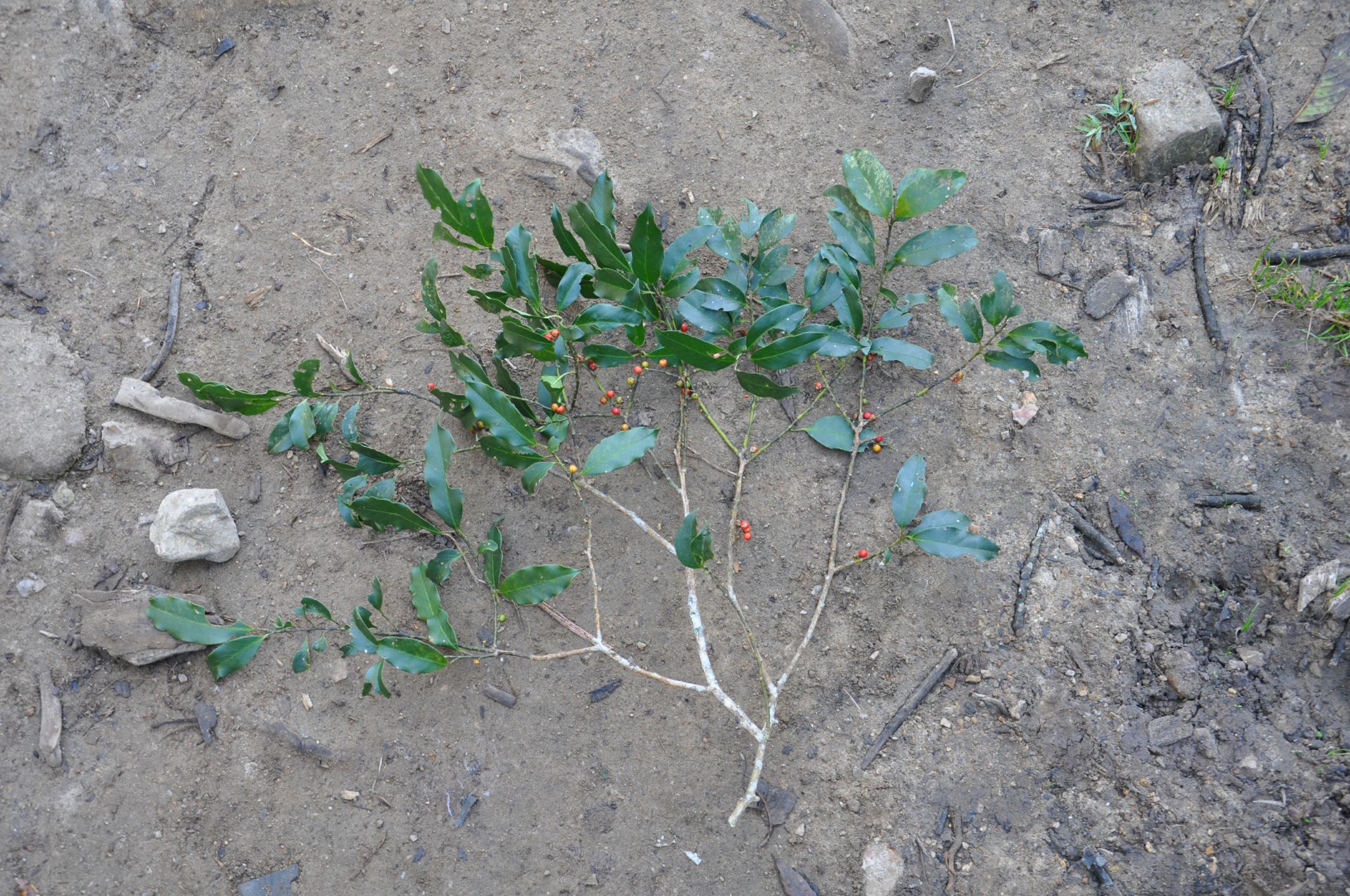 Image of Ilex cinerea