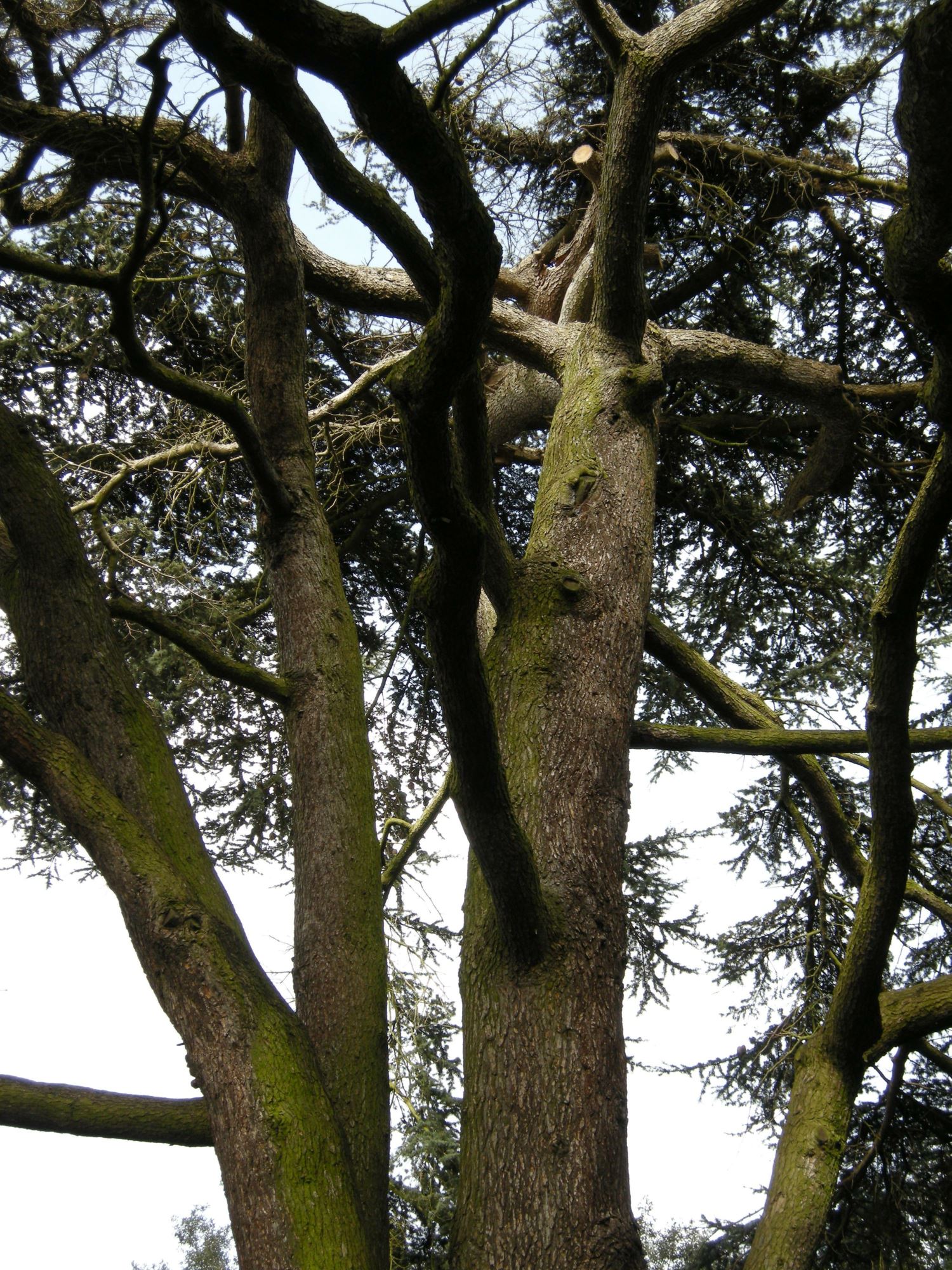 Image of Cedrus libani