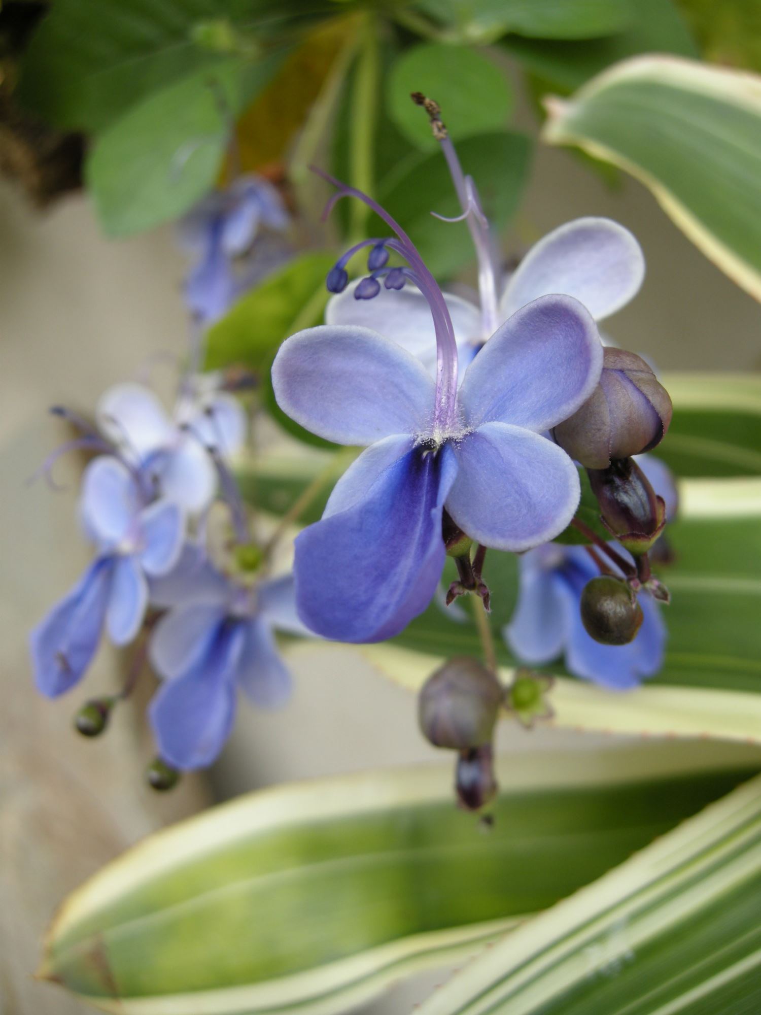 Image of Rotheca myricoides