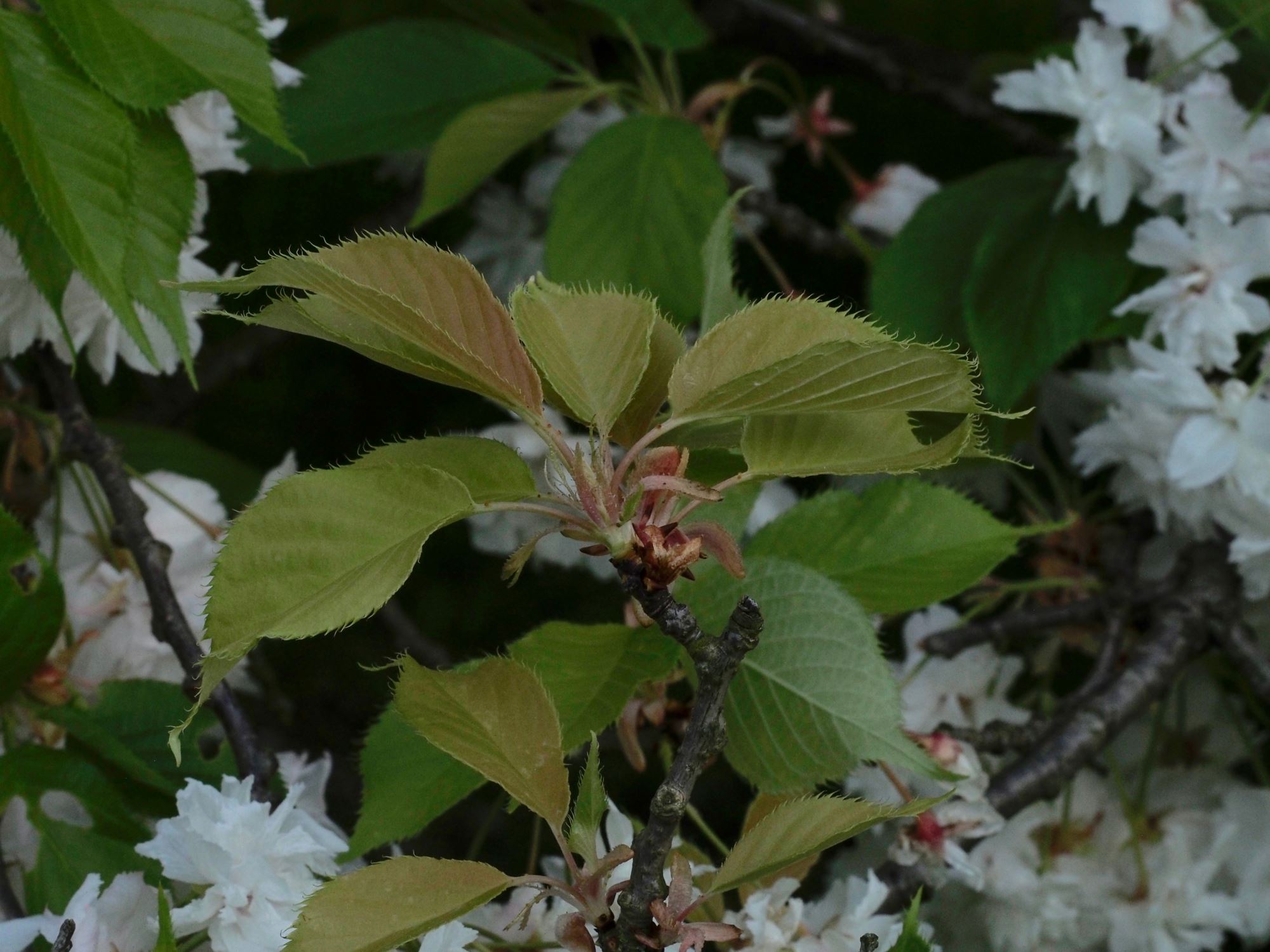 Image of Prunus 'Shogetsu'