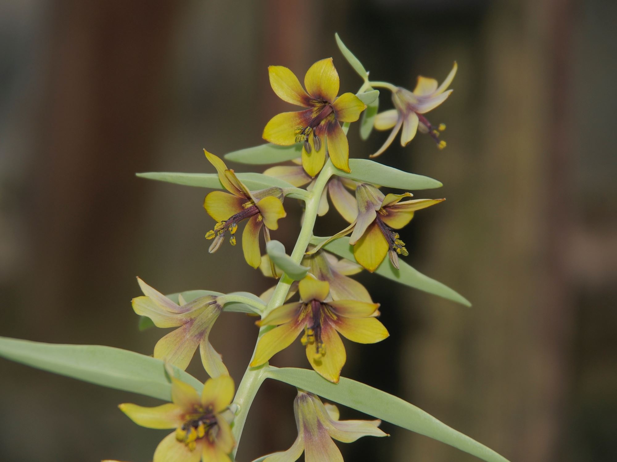 Image of Fritillaria sewerzowii