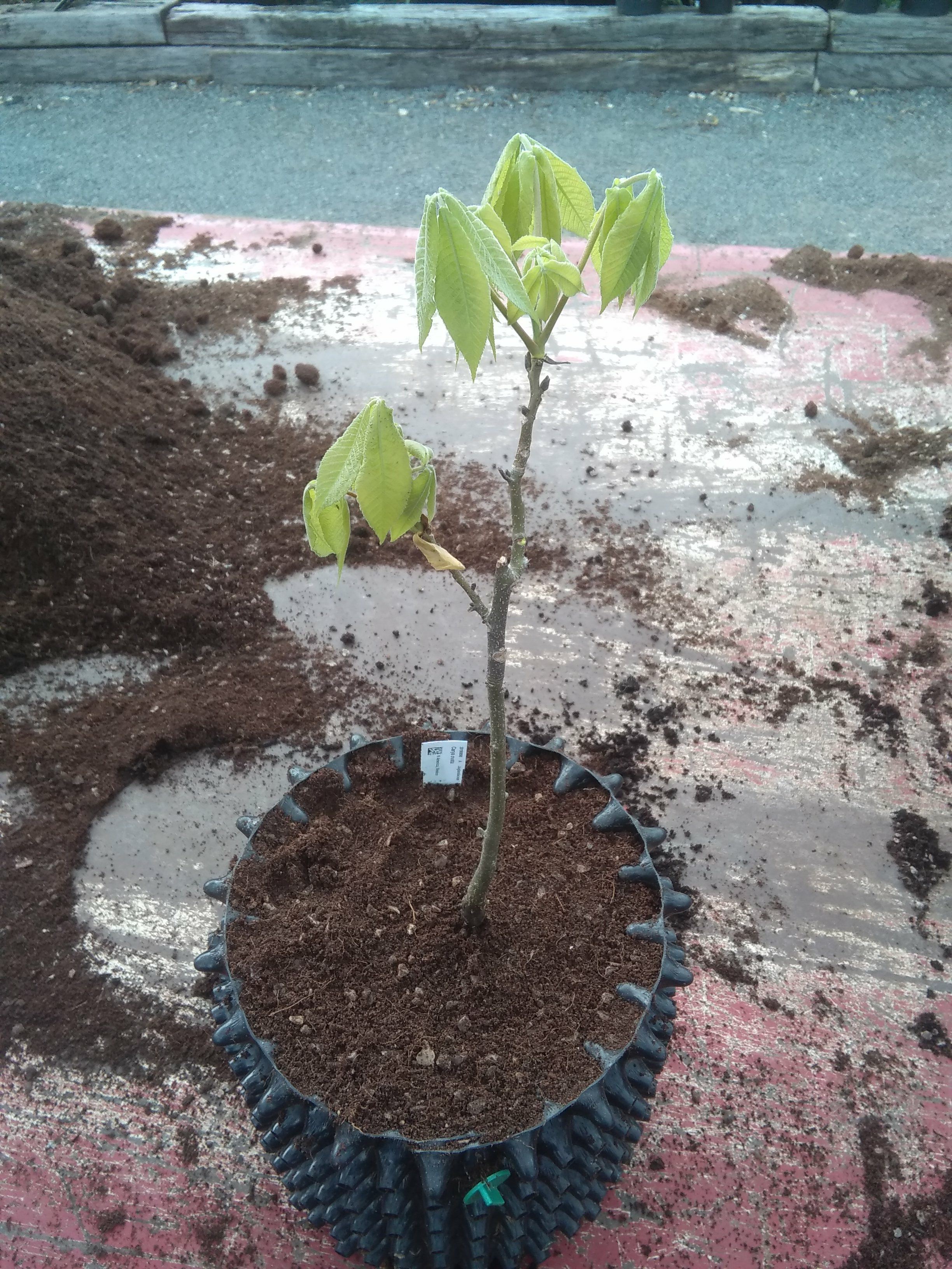Image of Carya ovata