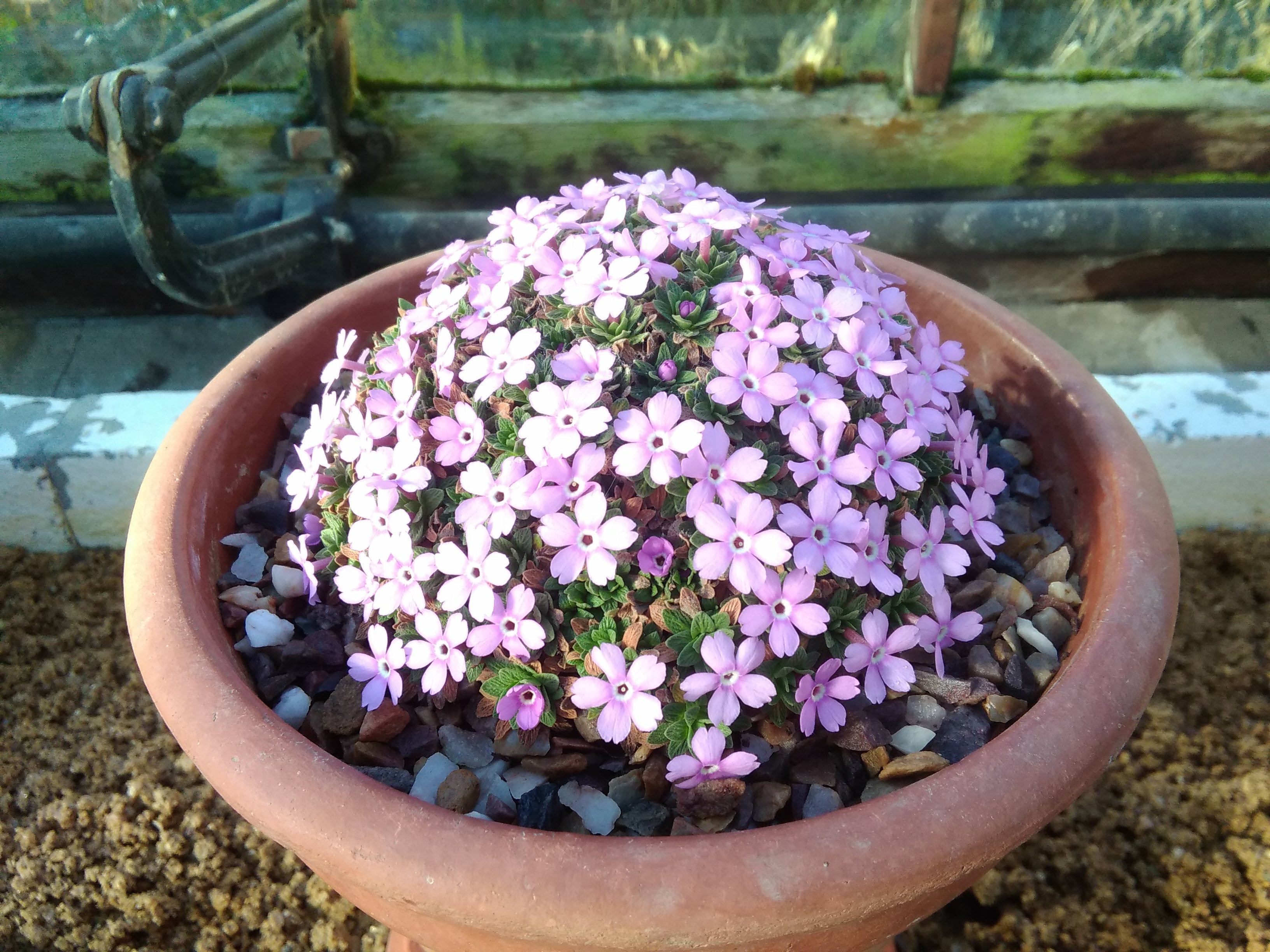 Image of Dionysia 'Ewesley Legacy'