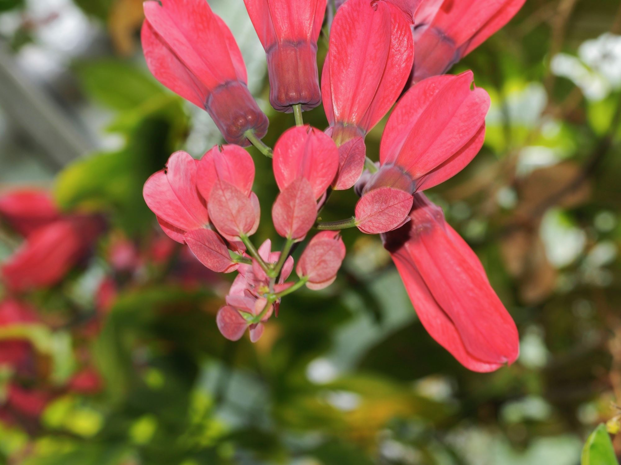 Image of Passiflora racemosa