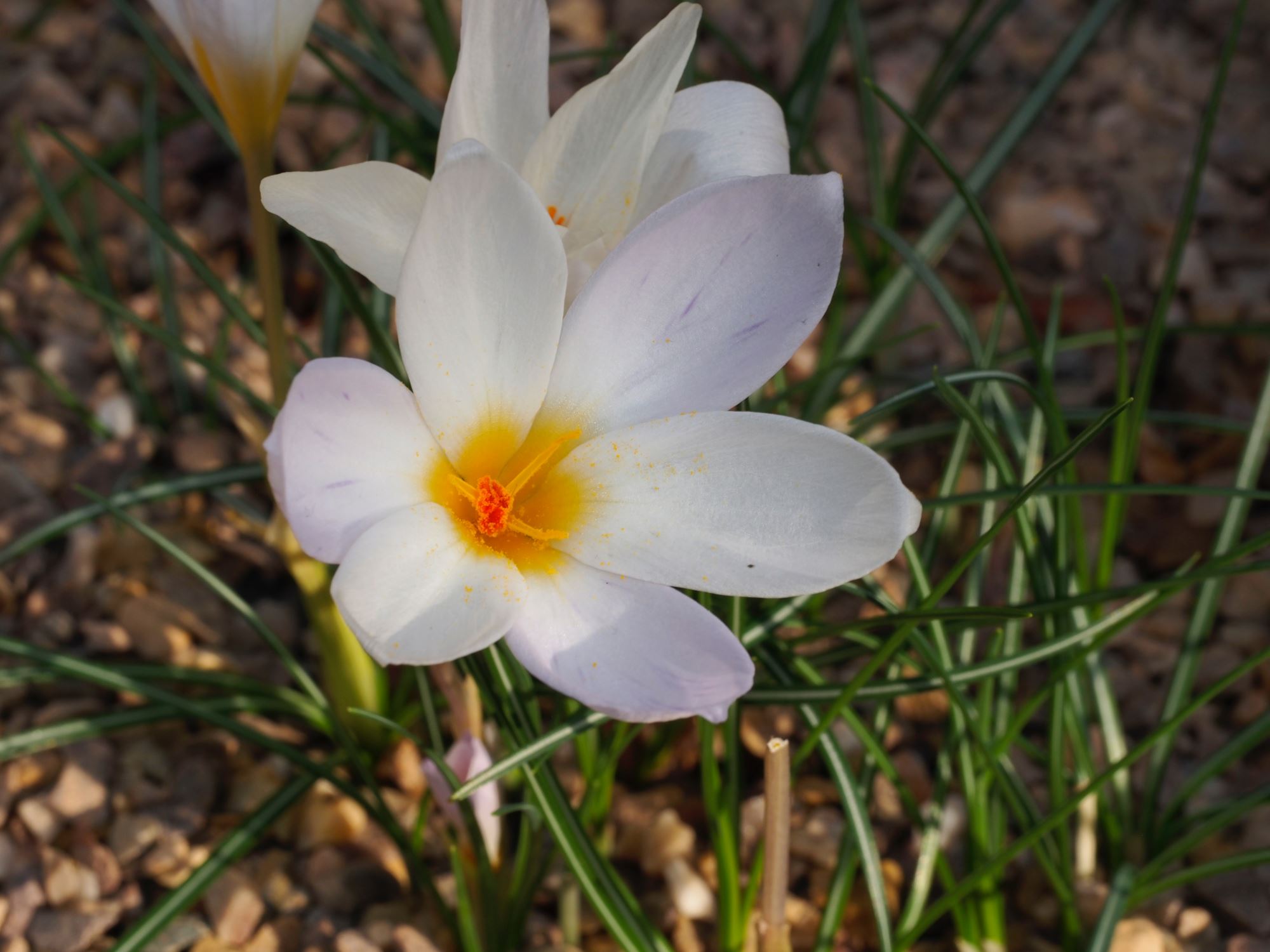Image of Crocus niveus 'Main Blue'