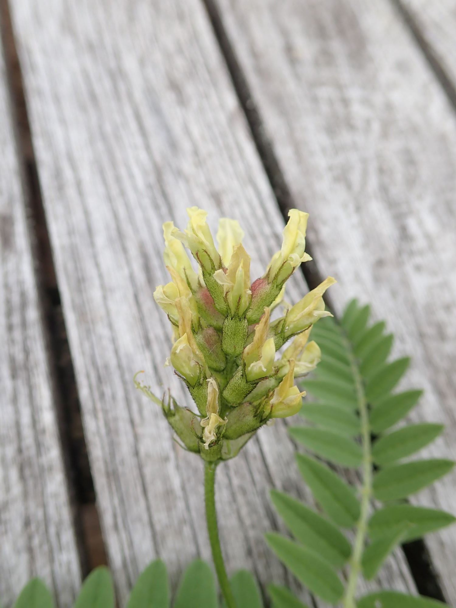 Image of Astragalus cicer