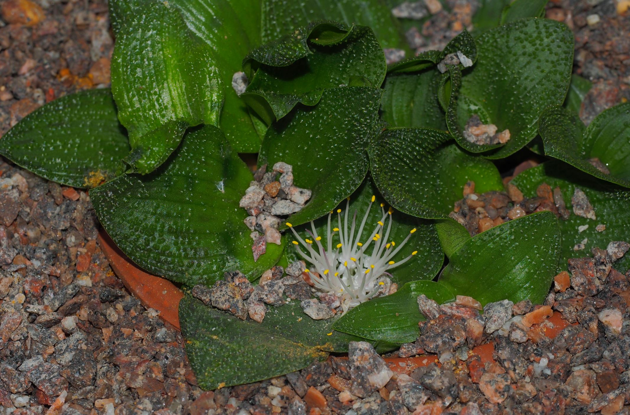 Image of Massonia pustulata