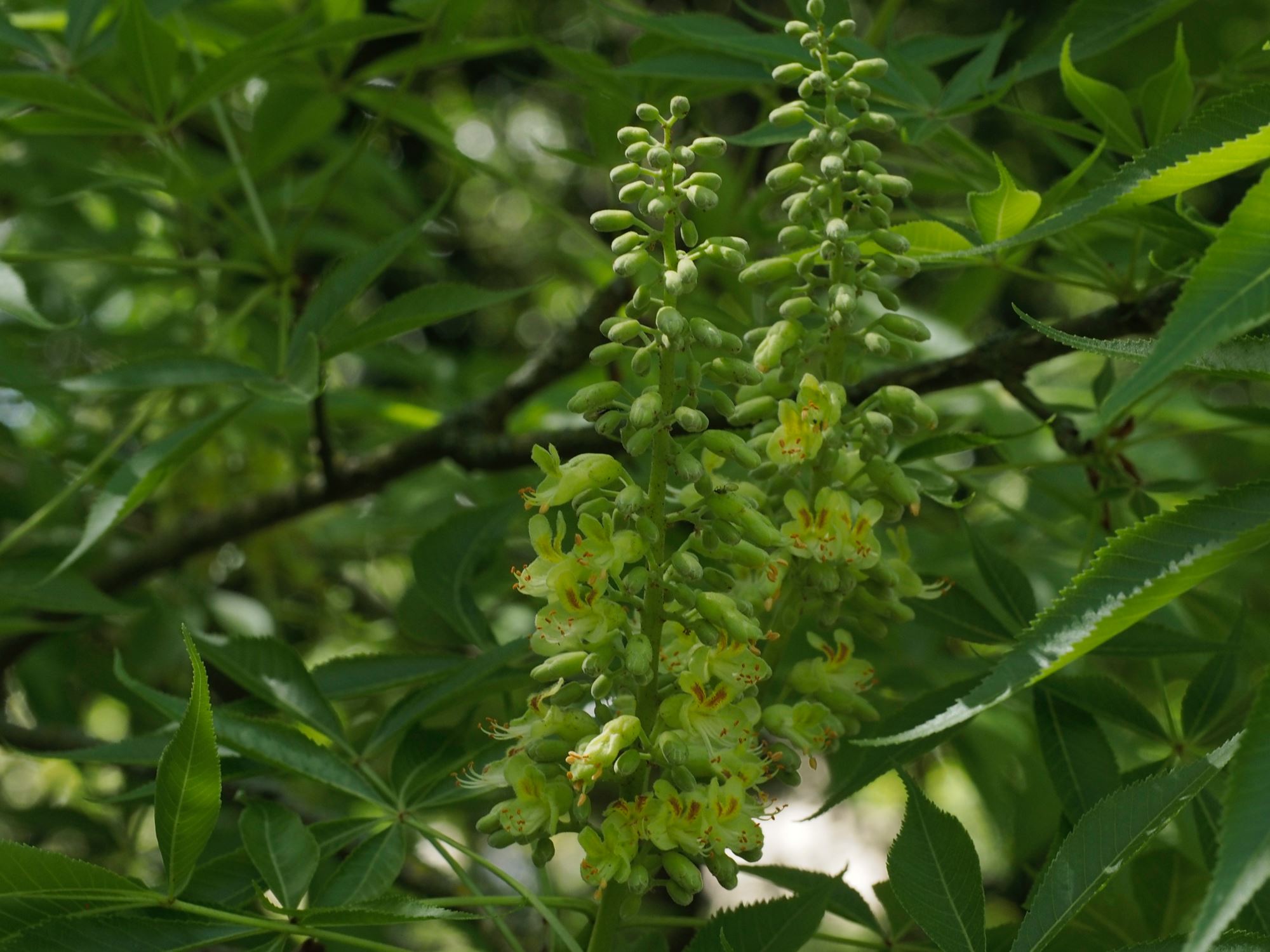 Image of Aesculus glabra var. arguta