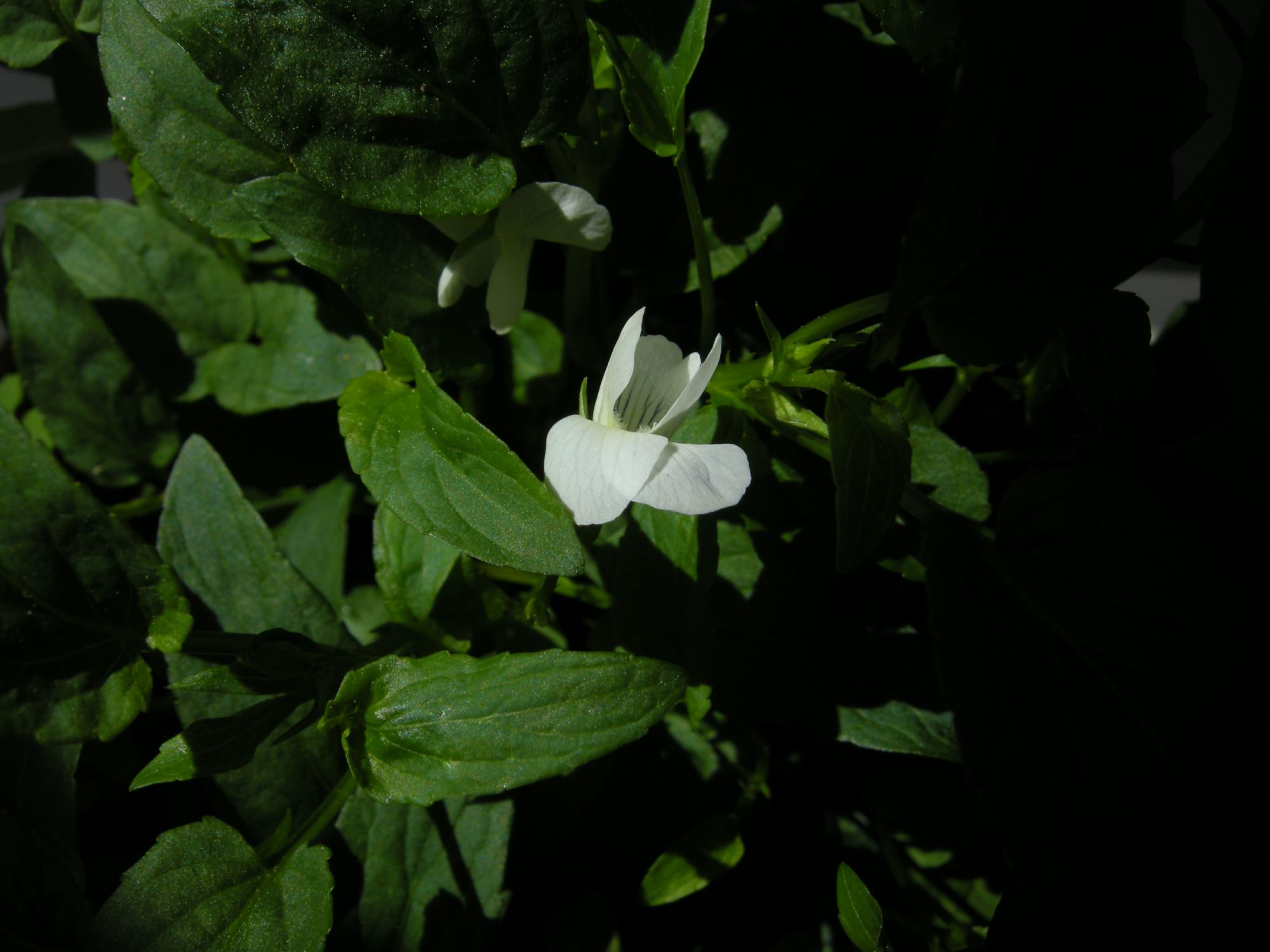 Image of Viola elatior