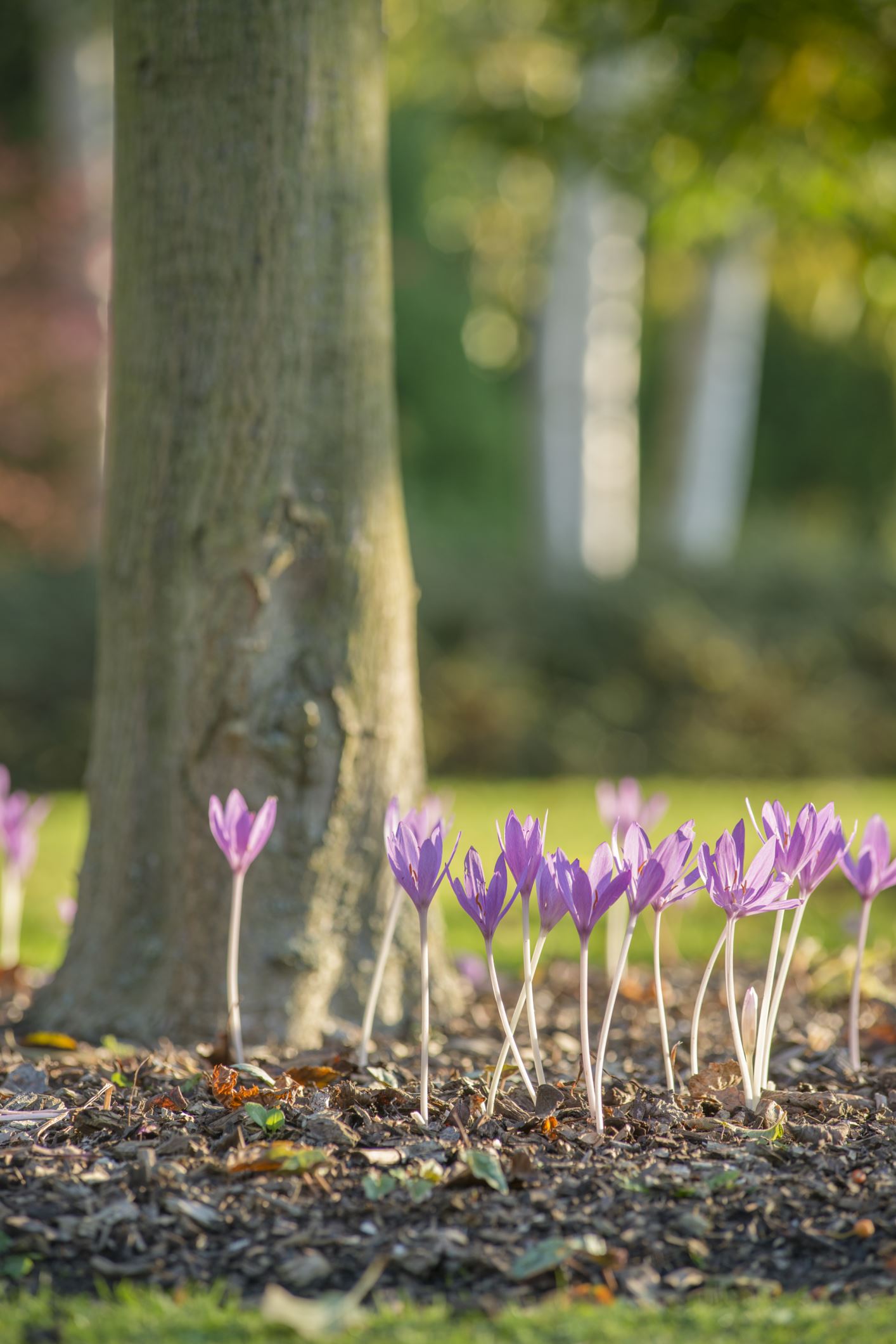 Image of Colchicum Ã— byzantinum