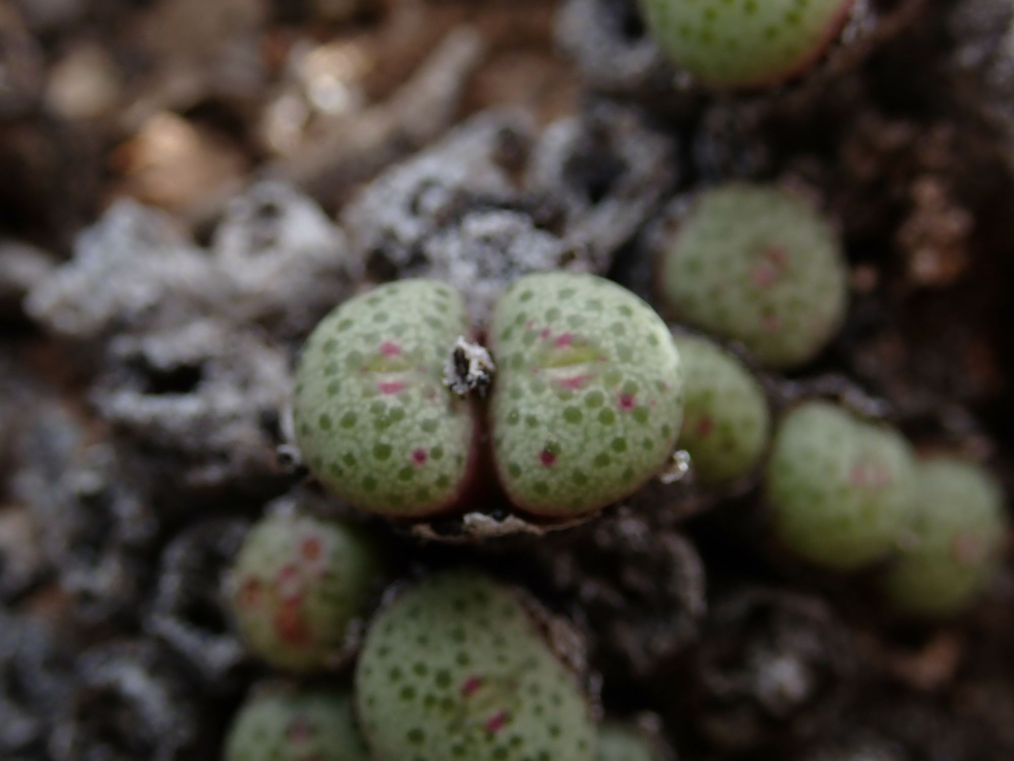 Image of Conophytum sp.