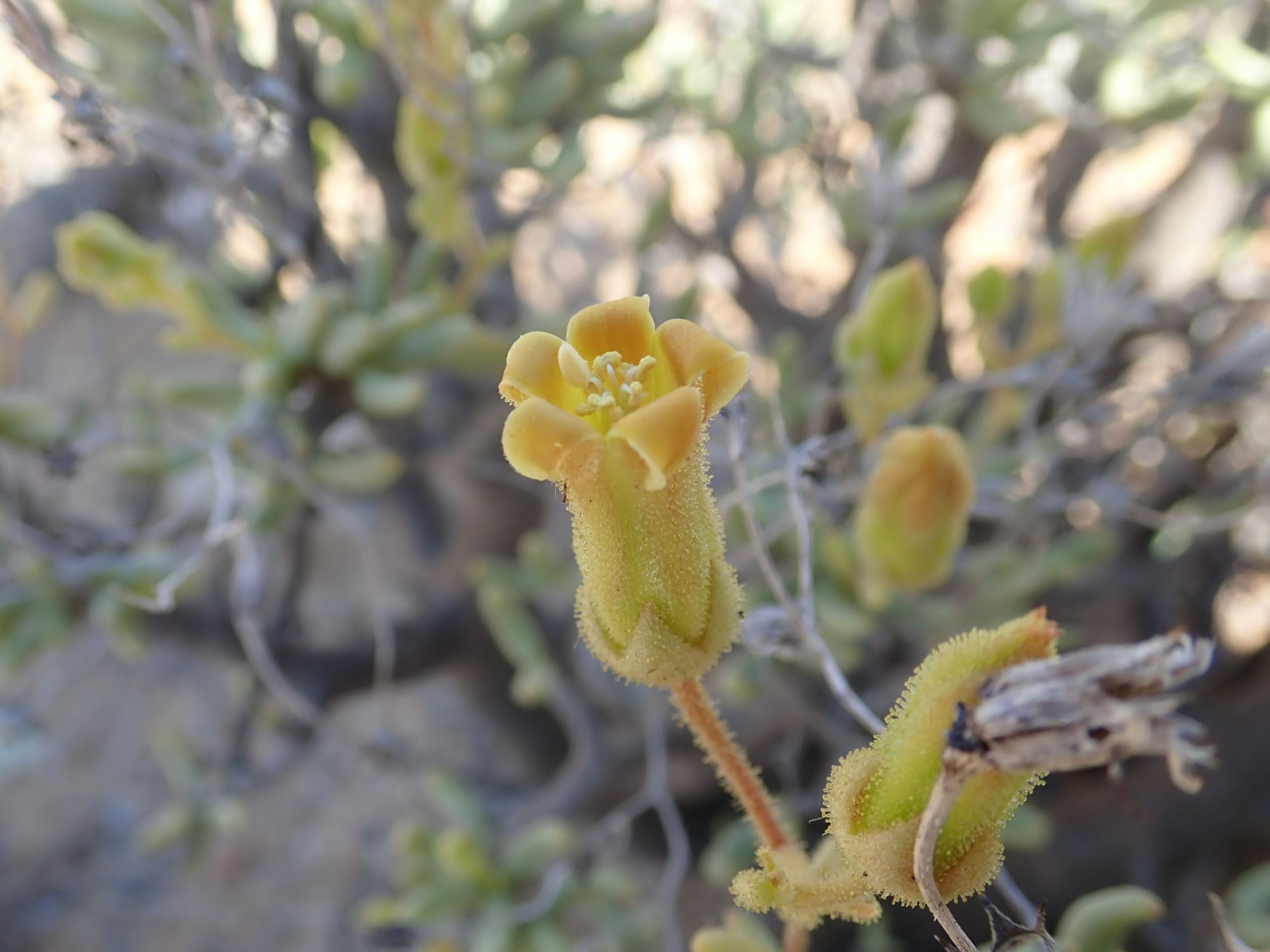 Image of Tylecodon hallii
