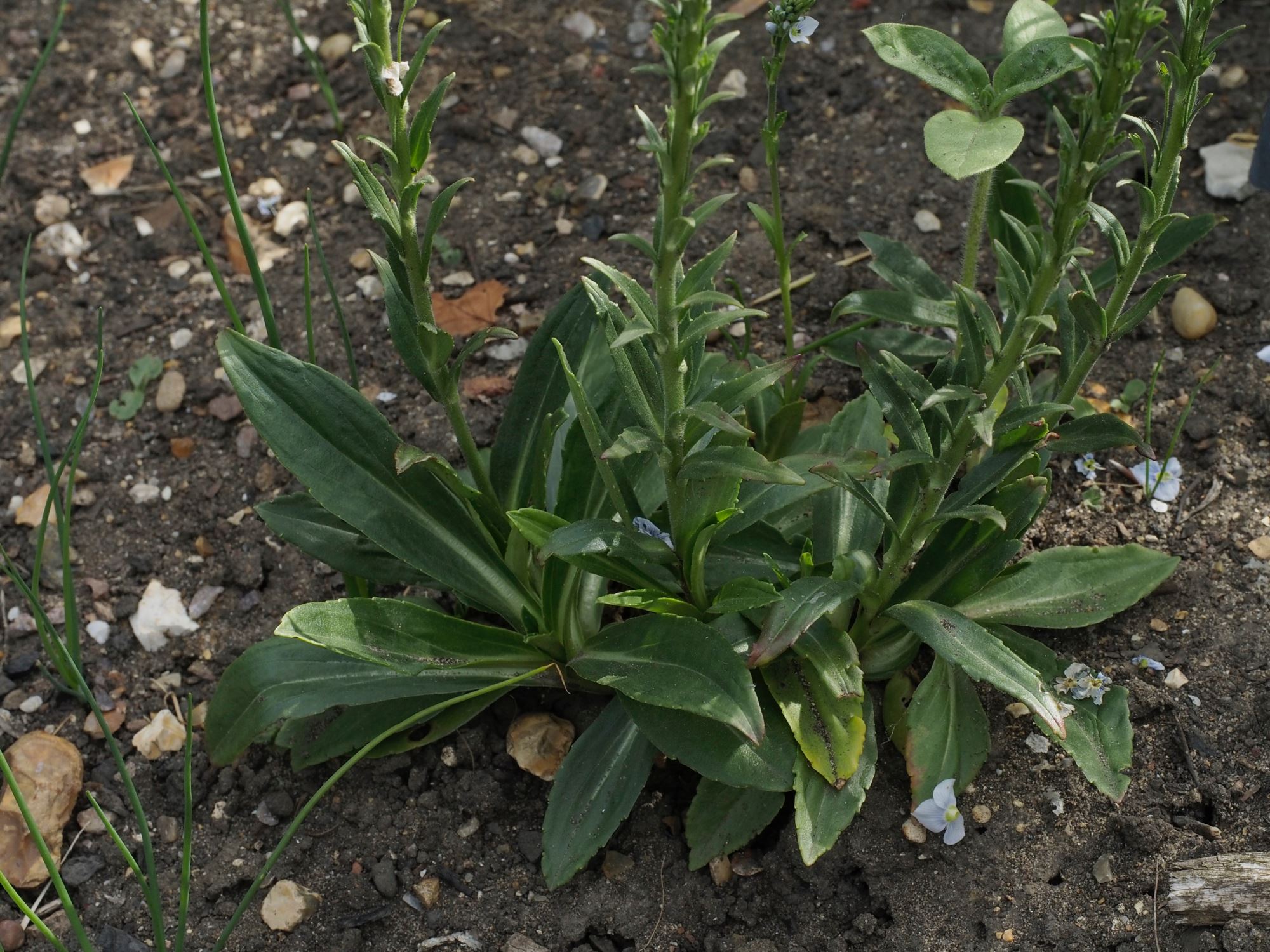 Image of Veronica gentianoides