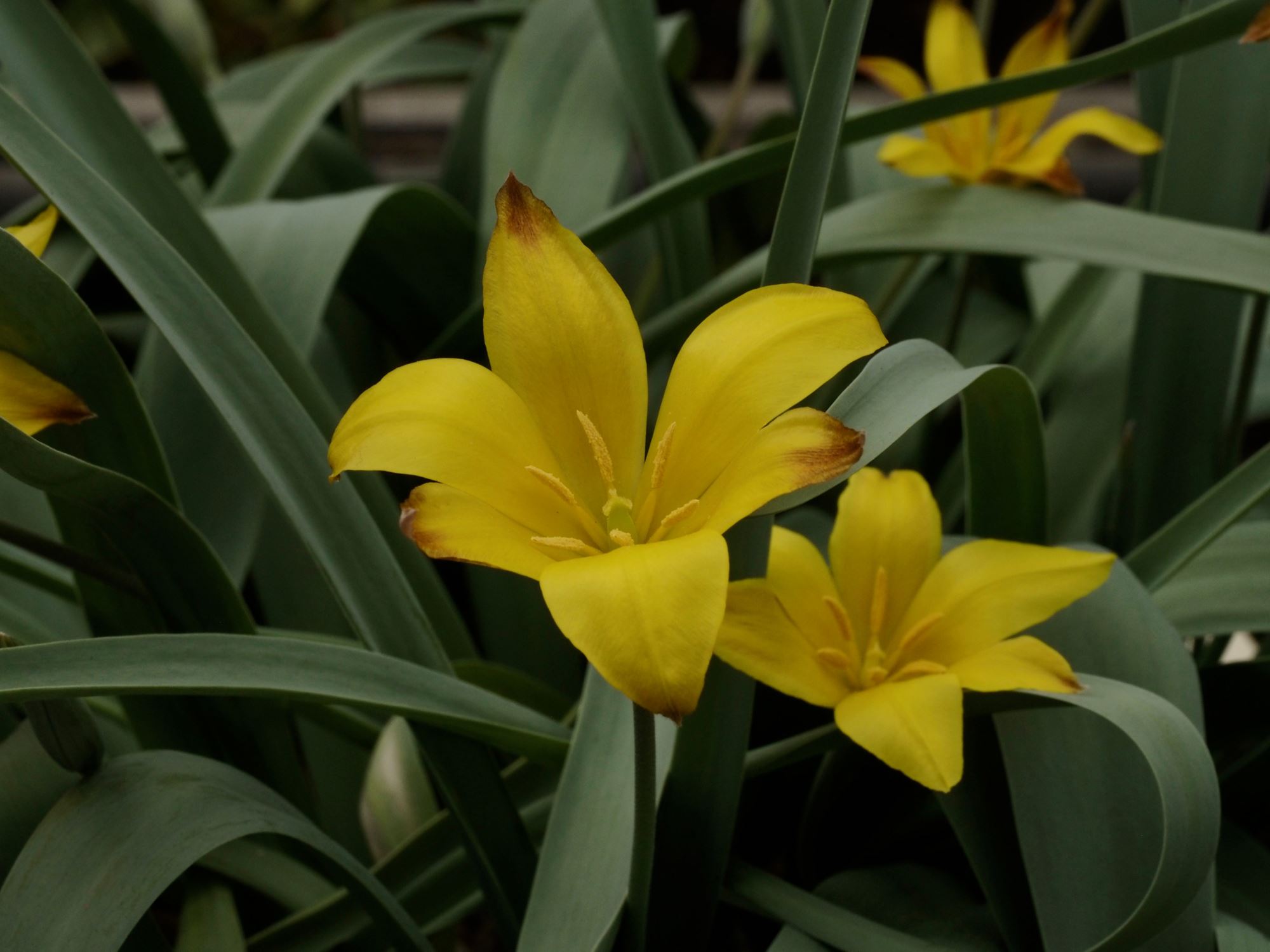 Image of Tulipa kolpakowskiana