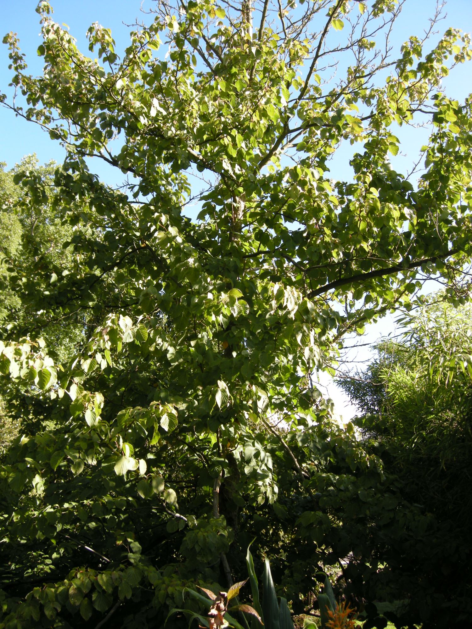 Image of Davidia involucrata