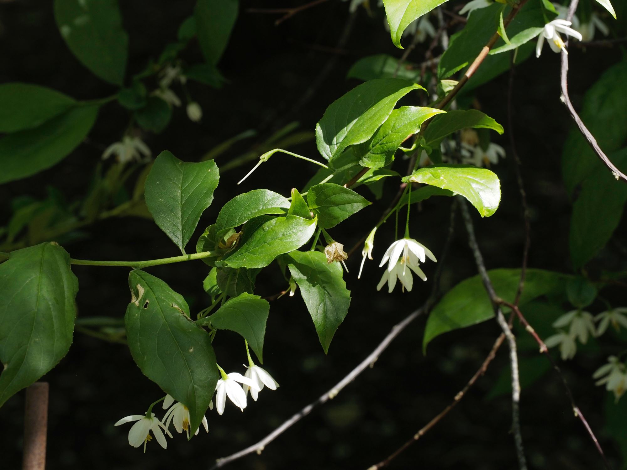Image of Sinojackia rehderiana
