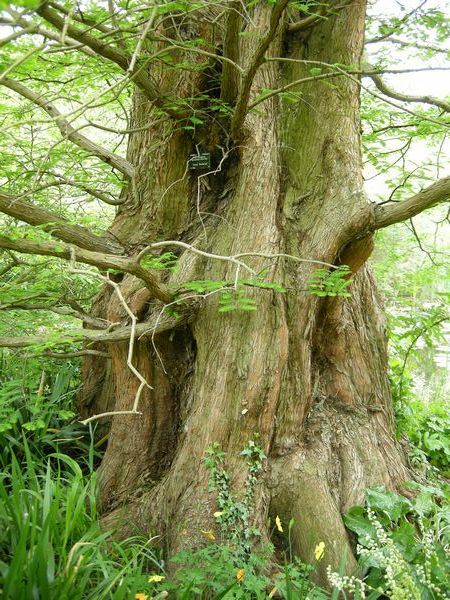 Image of Metasequoia glyptostroboides