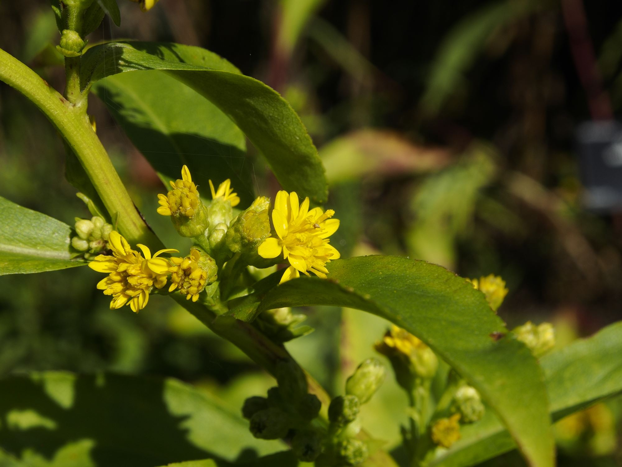 Image of Solidago glomerata