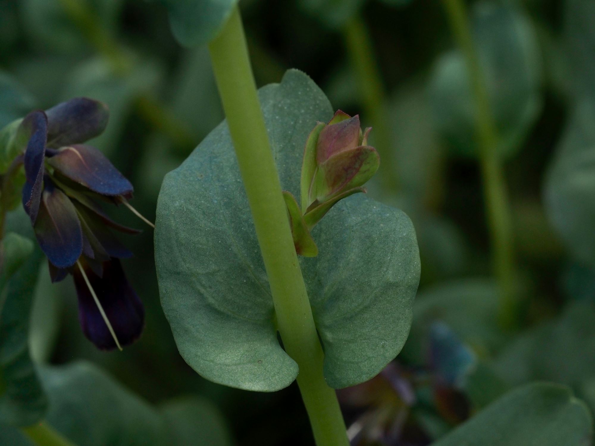 Image of Cerinthe major subsp. purpurascens