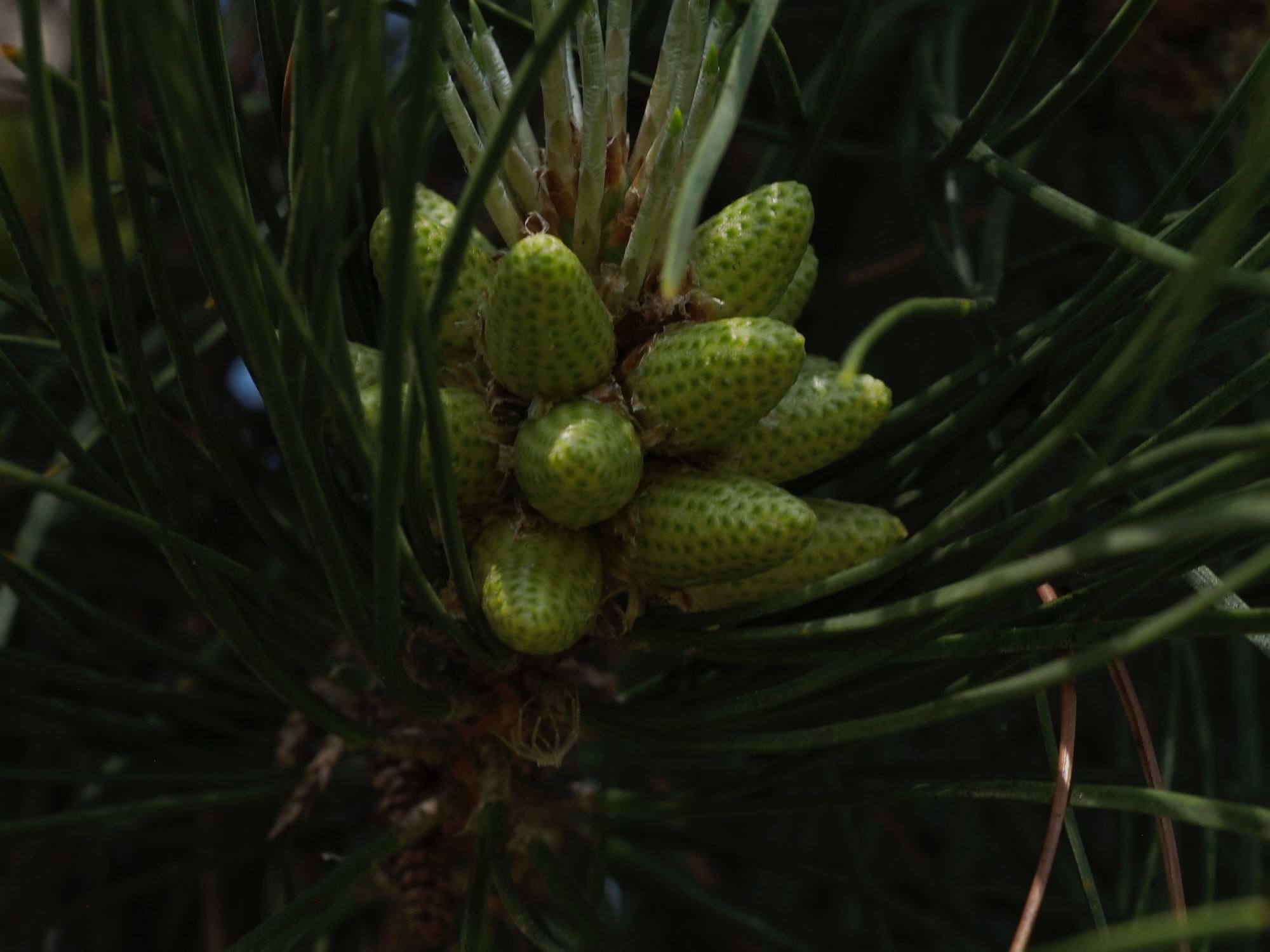 Image of Pinus nigra subsp. laricio