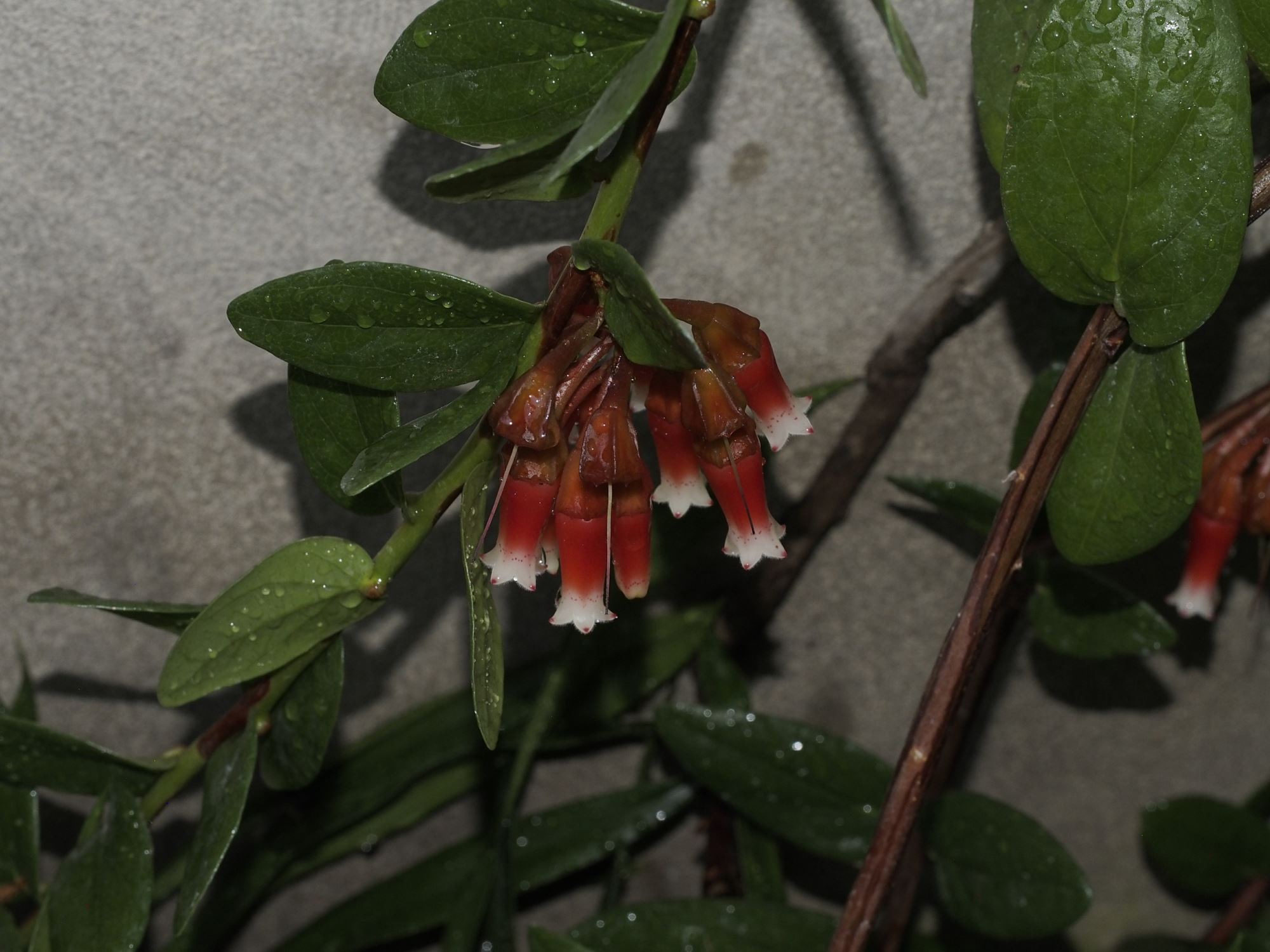 Image of Macleania cordifolia