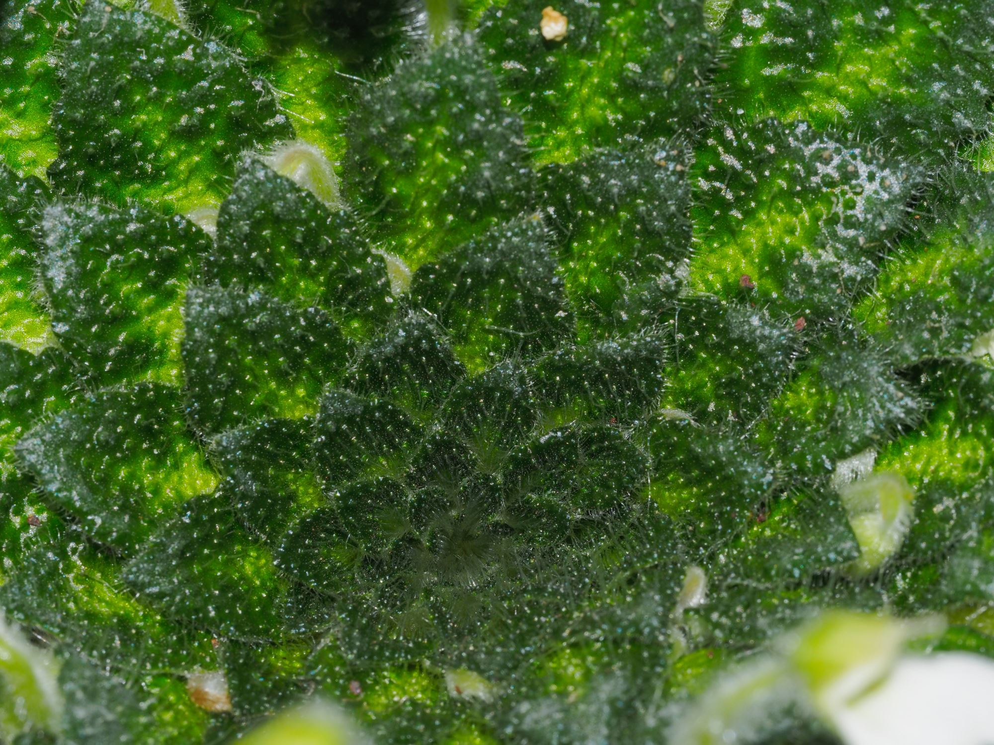 Image of Petrocosmea cryptica