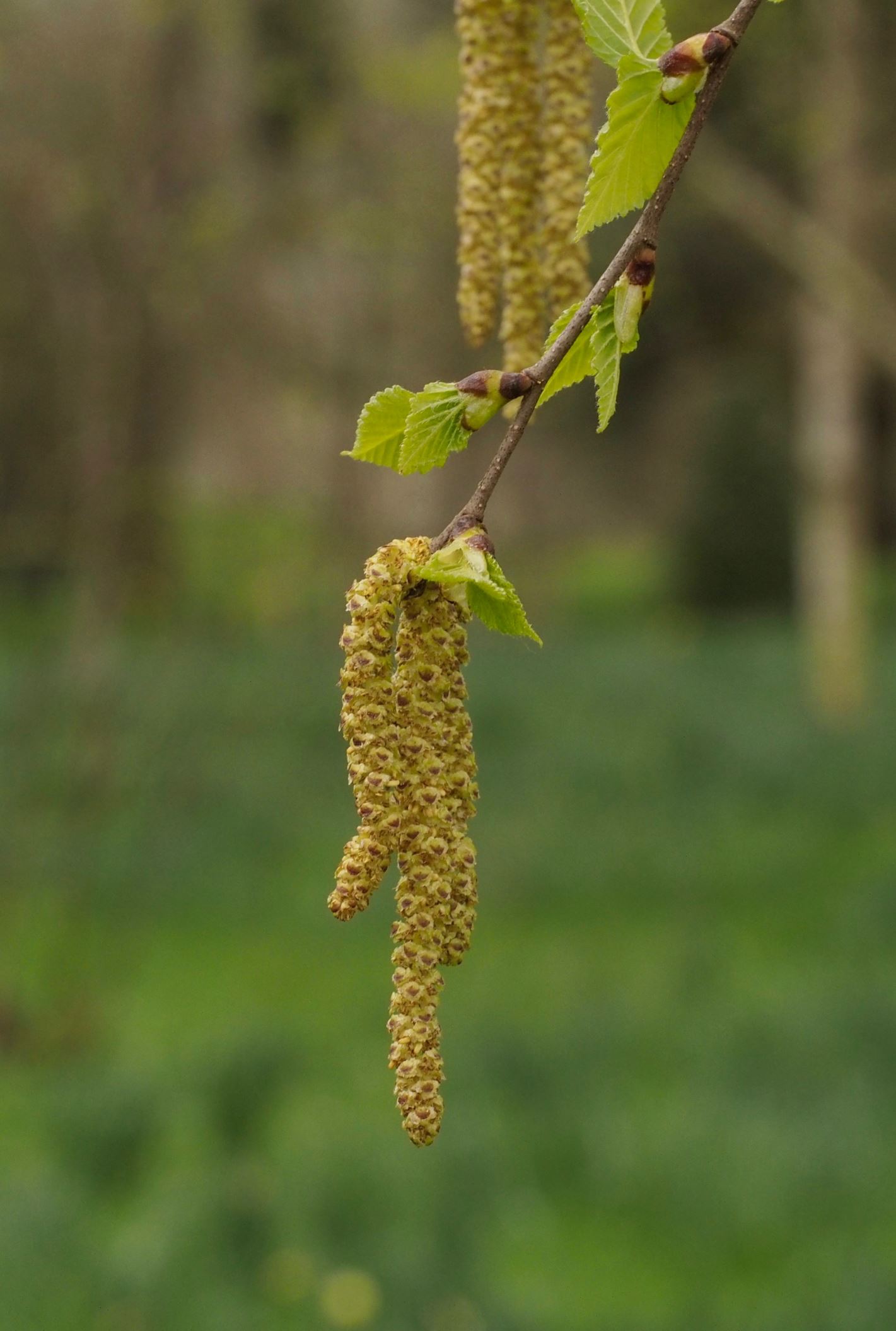 Image of Betula papyrifera