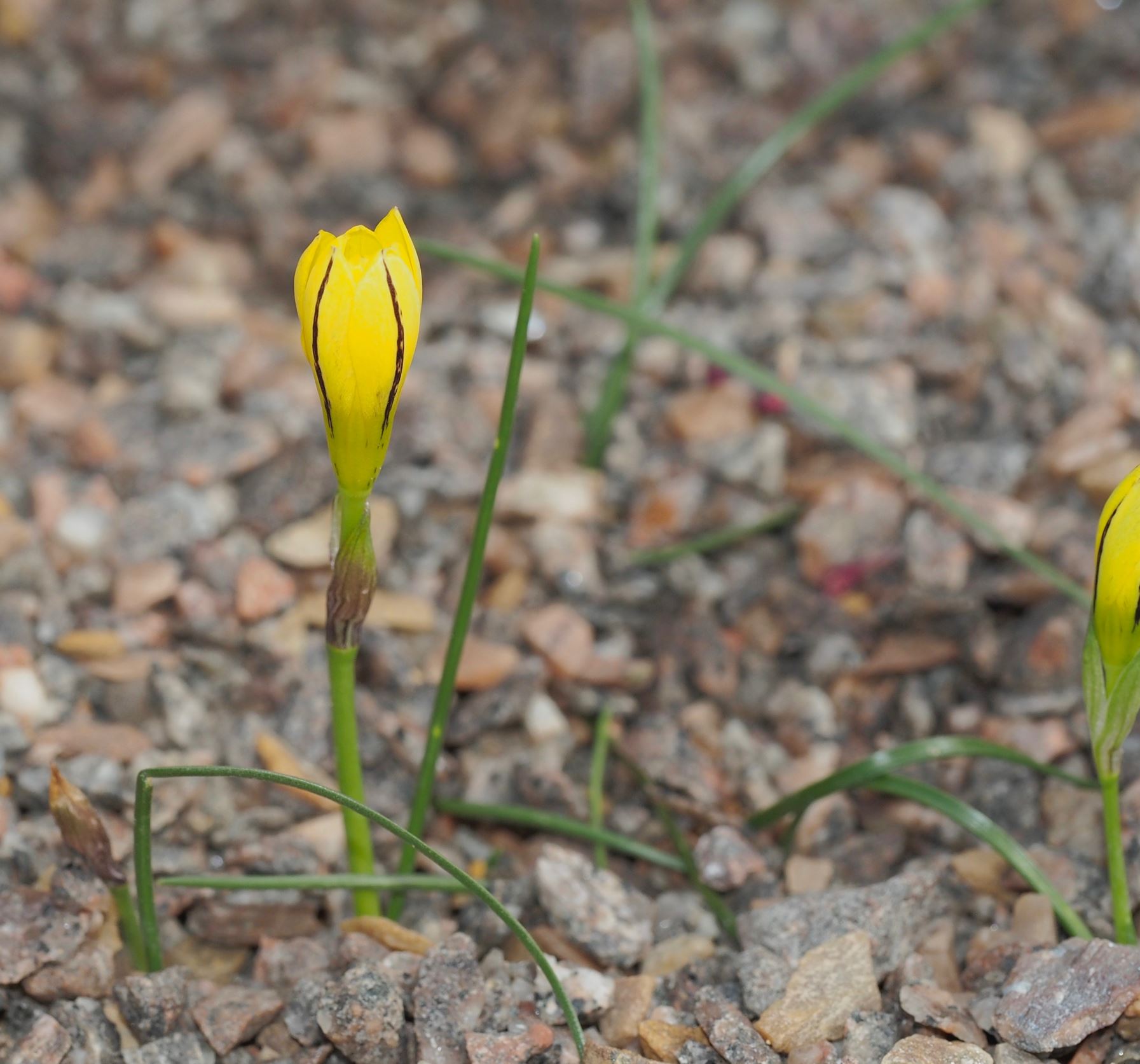 Image of Nothoscordum dialystemon