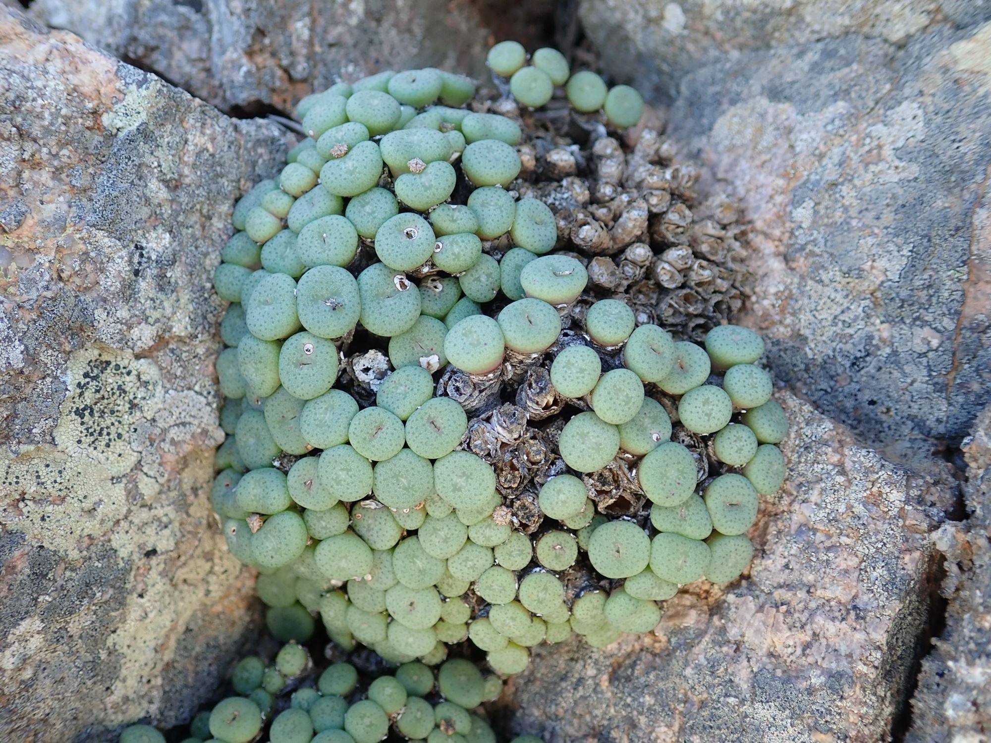 Image of Conophytum reconditum