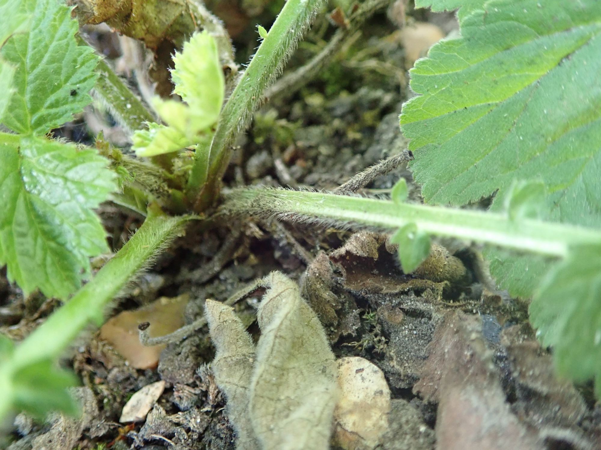 Image of Geum triflorum