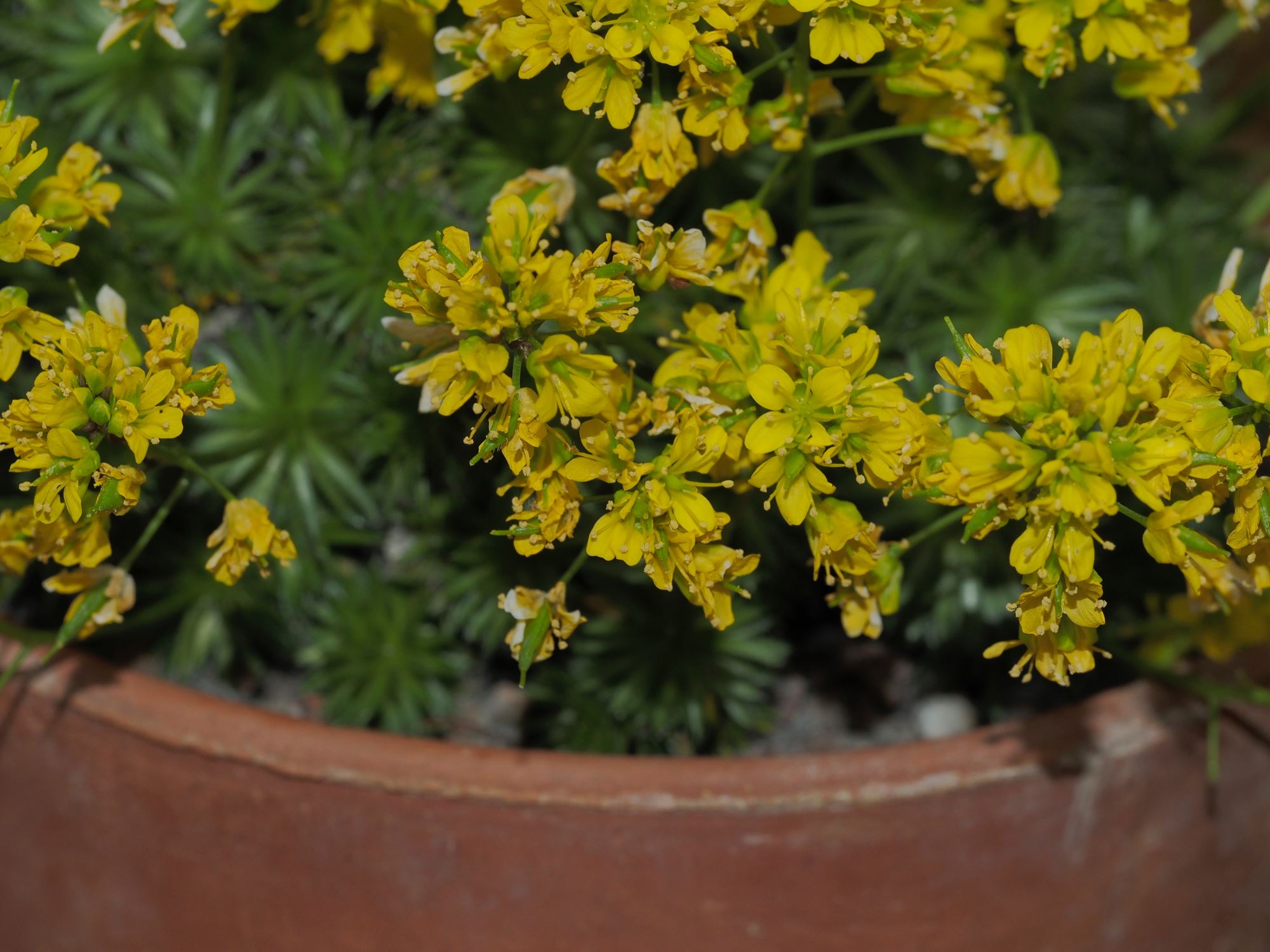 Image of Draba aizoides