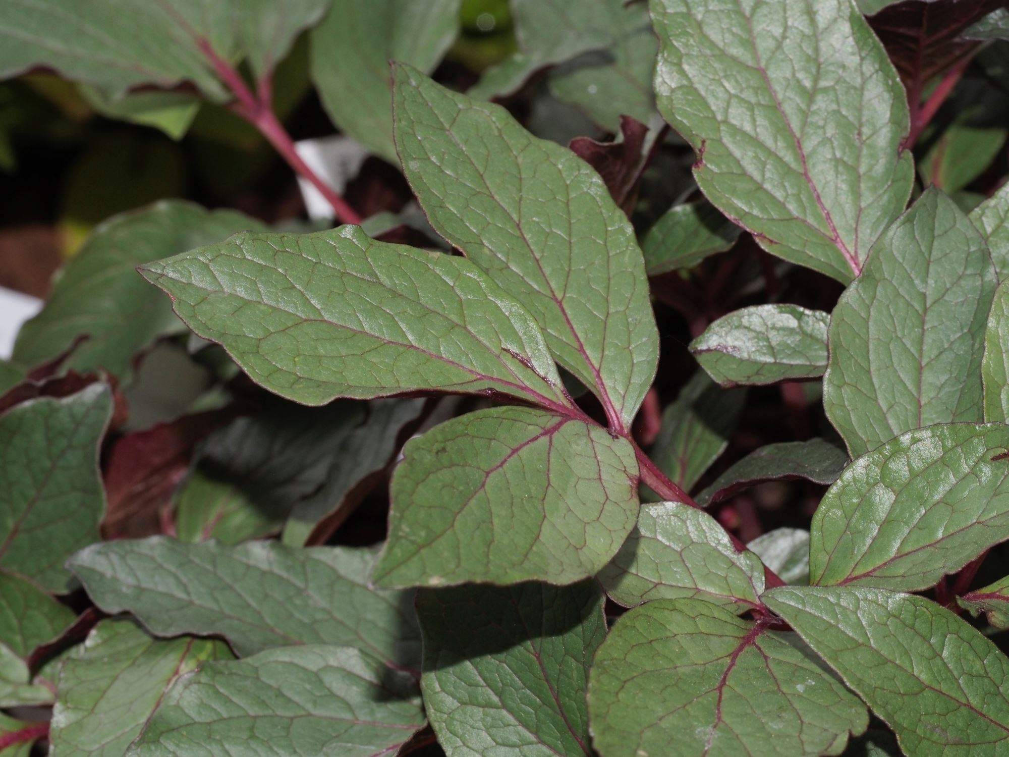 Image of Paeonia cambessedesii