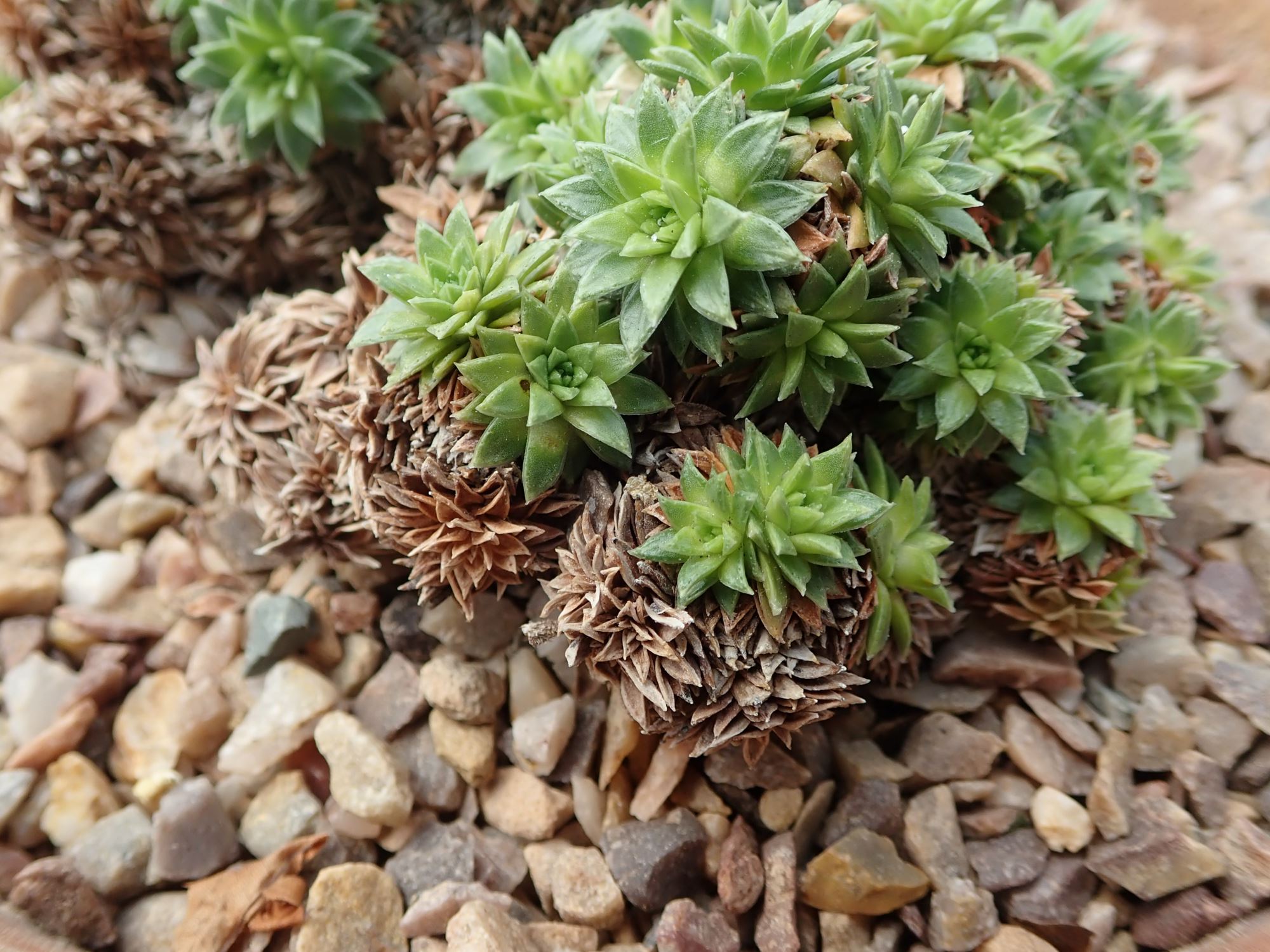 Image of Saxifraga scardica