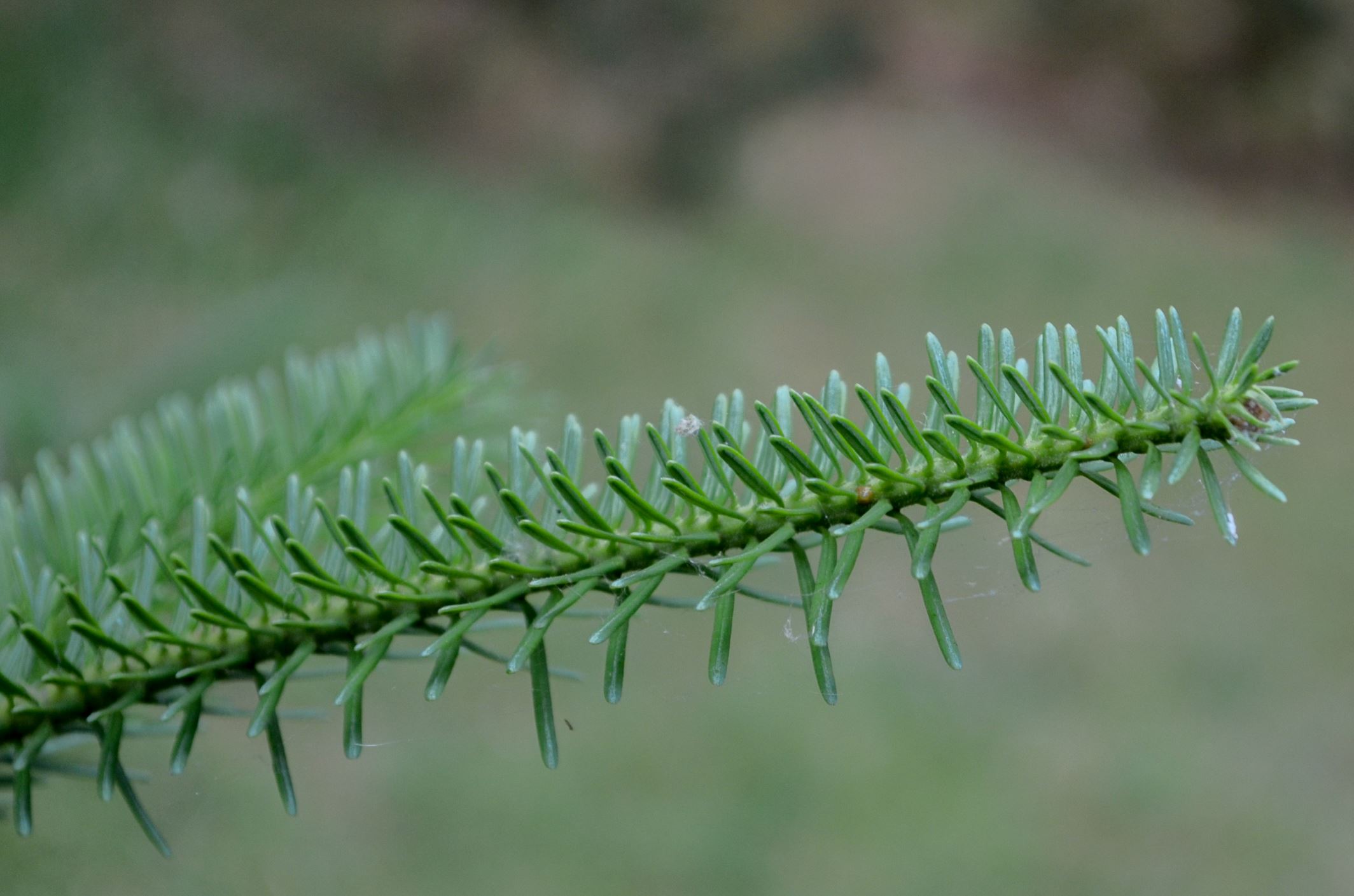 Image of Abies Ã— phanerolepis