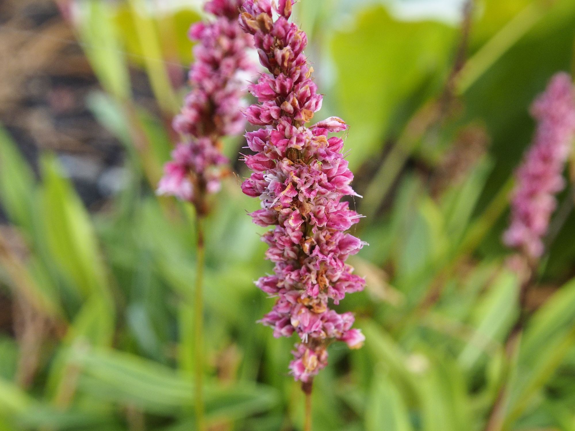 Image of Bistorta affinis