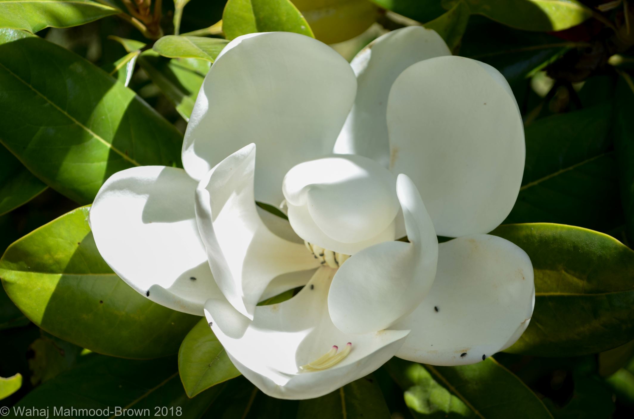 Image of Magnolia grandiflora