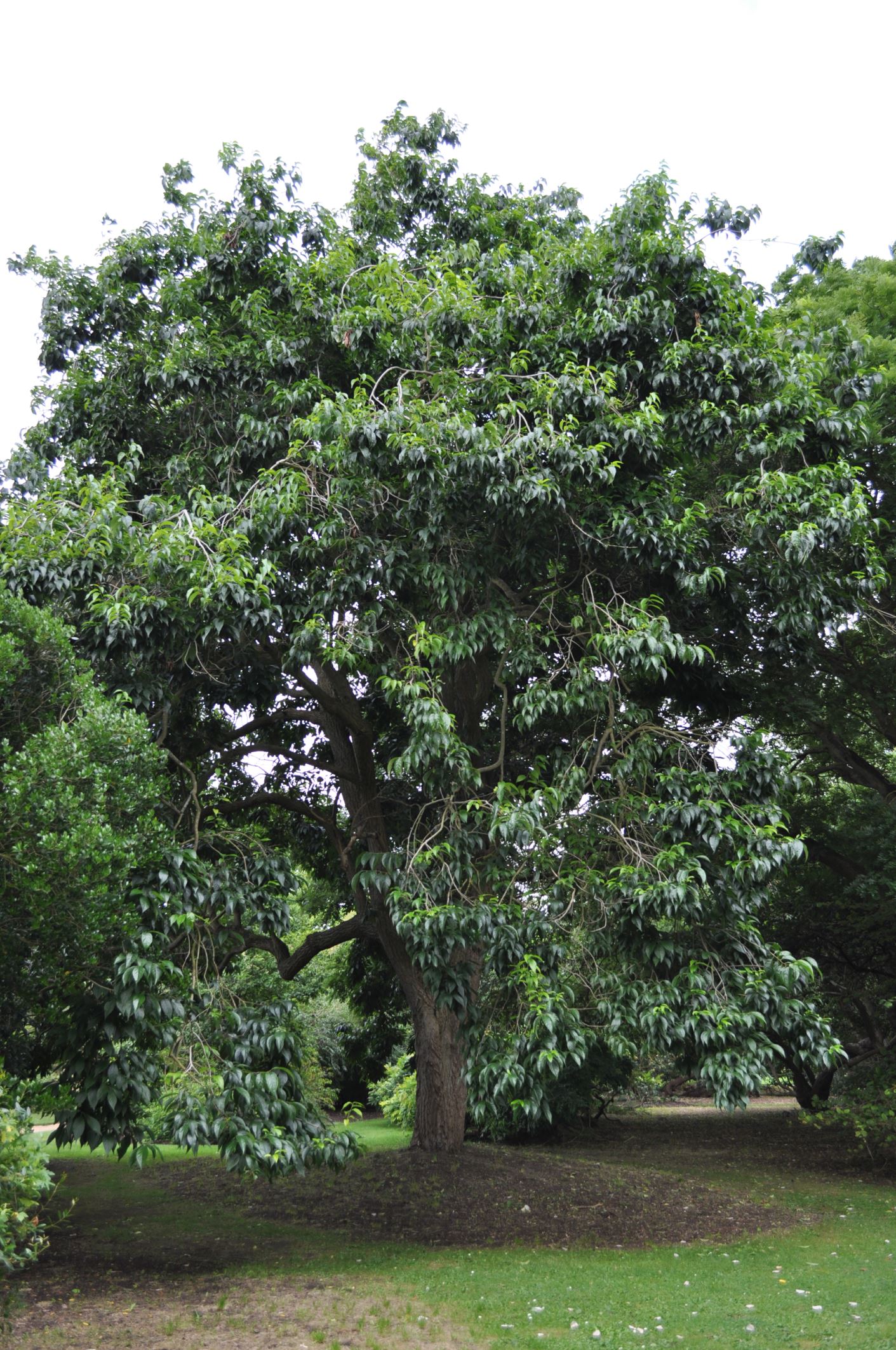 Image of Eucommia ulmoides