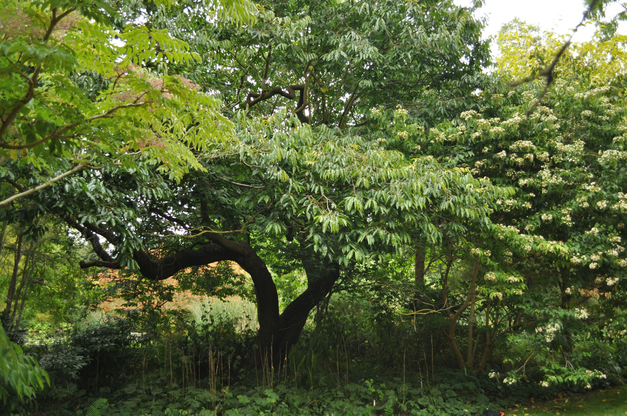 Image of Diospyros lotus