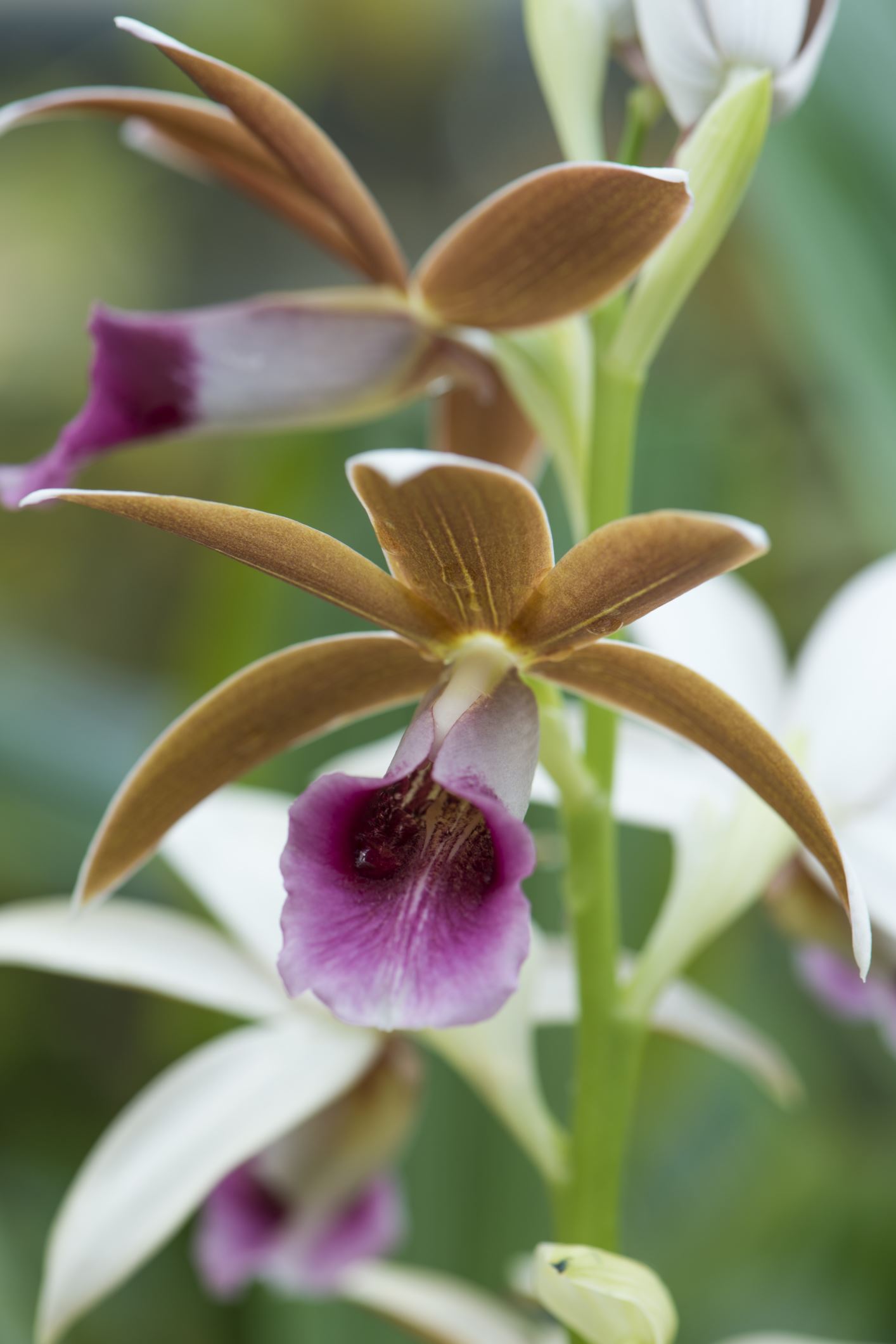 Image of Phaius tankervilleae