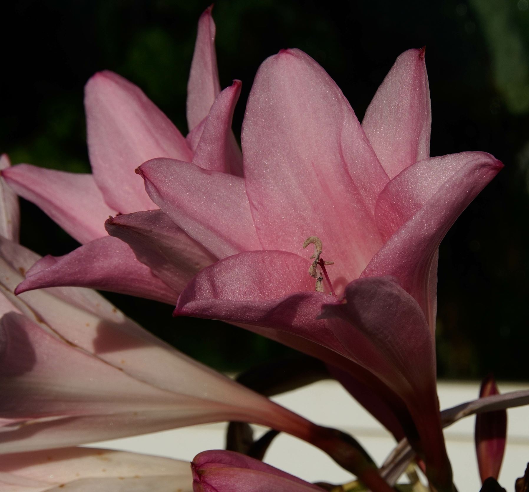 Image of Ã— Amarcrinum memoria-corsii 'Howardii'