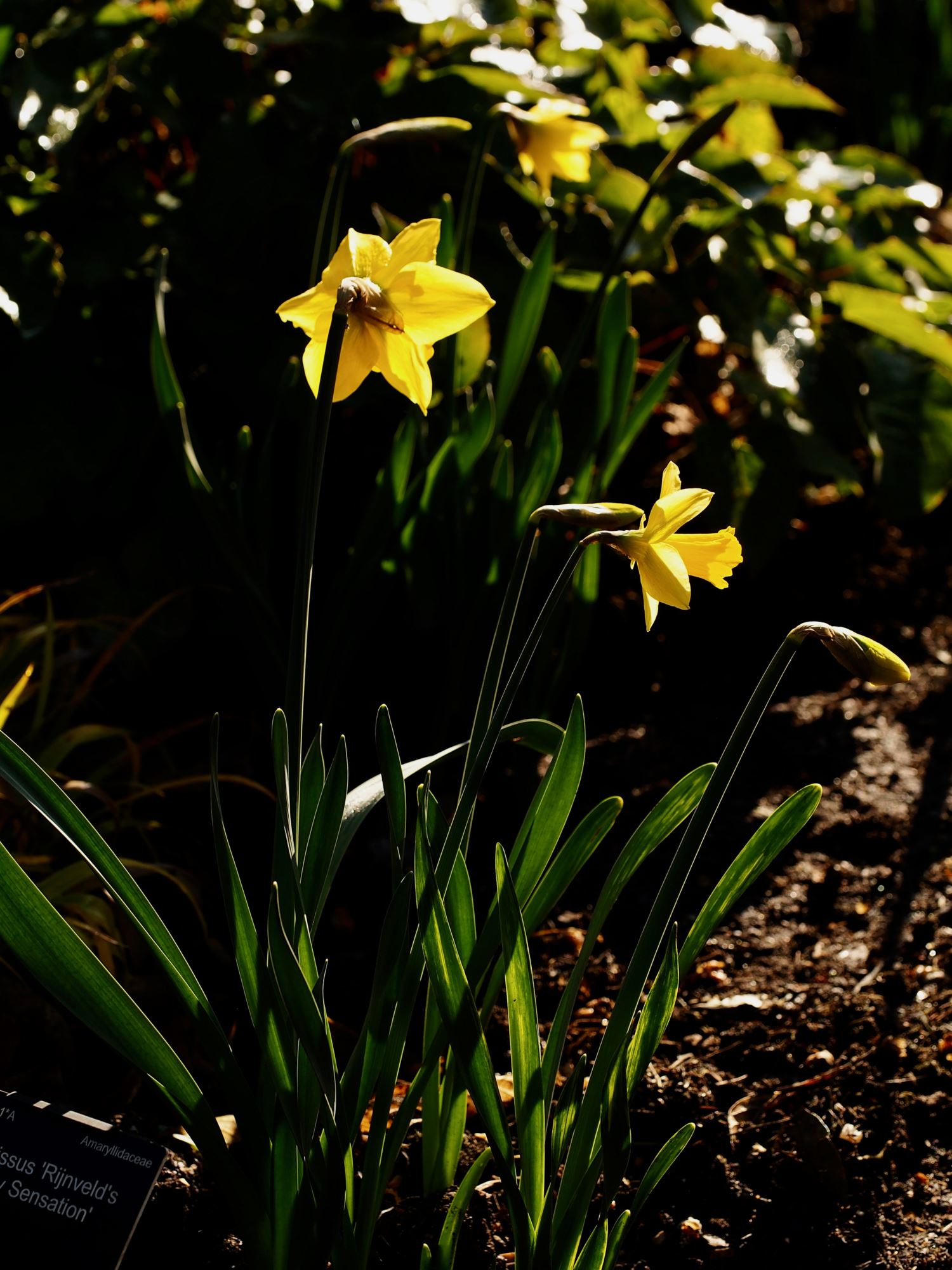 Image of Narcissus 'Rijnveld's Early Sensation'
