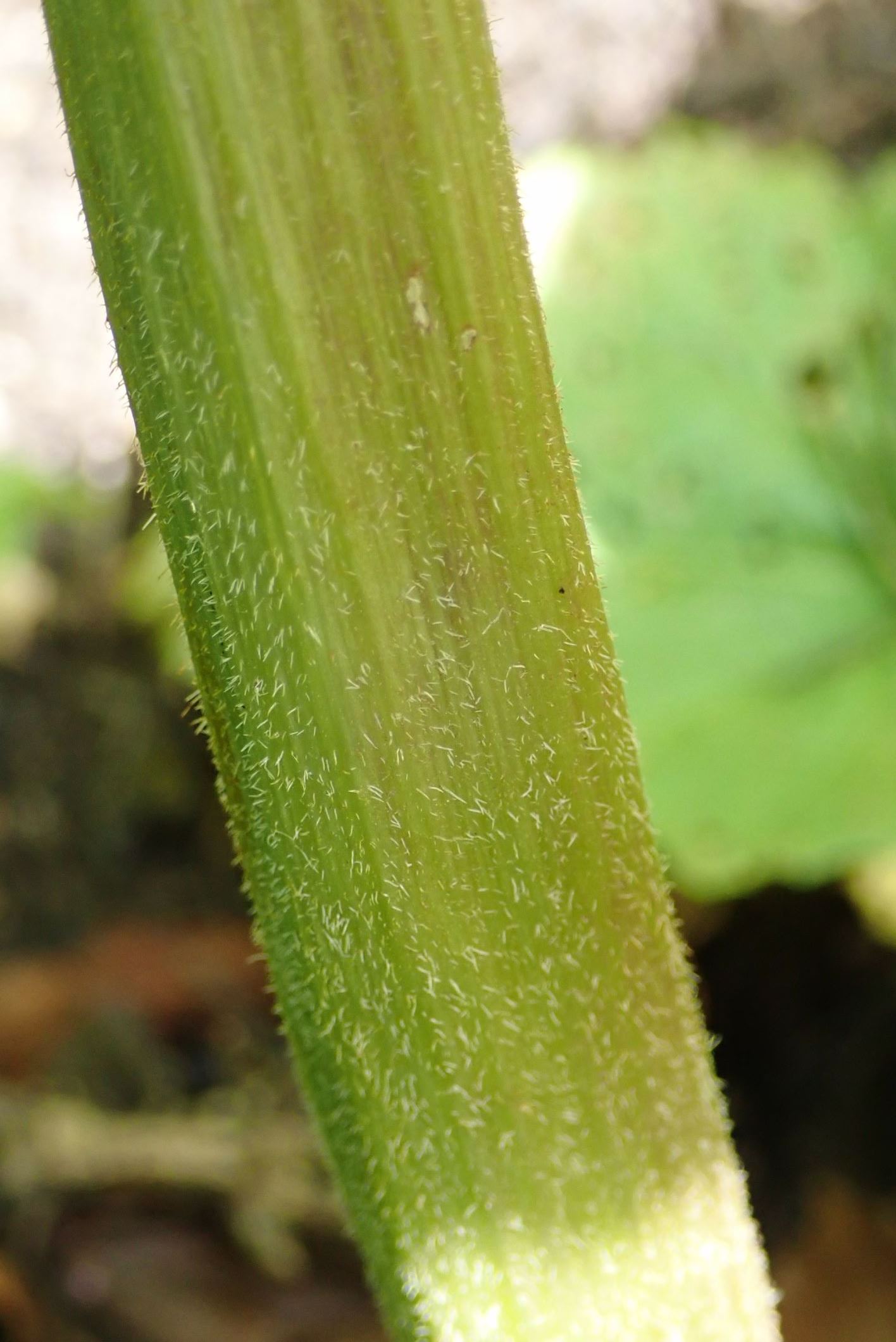 Image of Rheum officinale