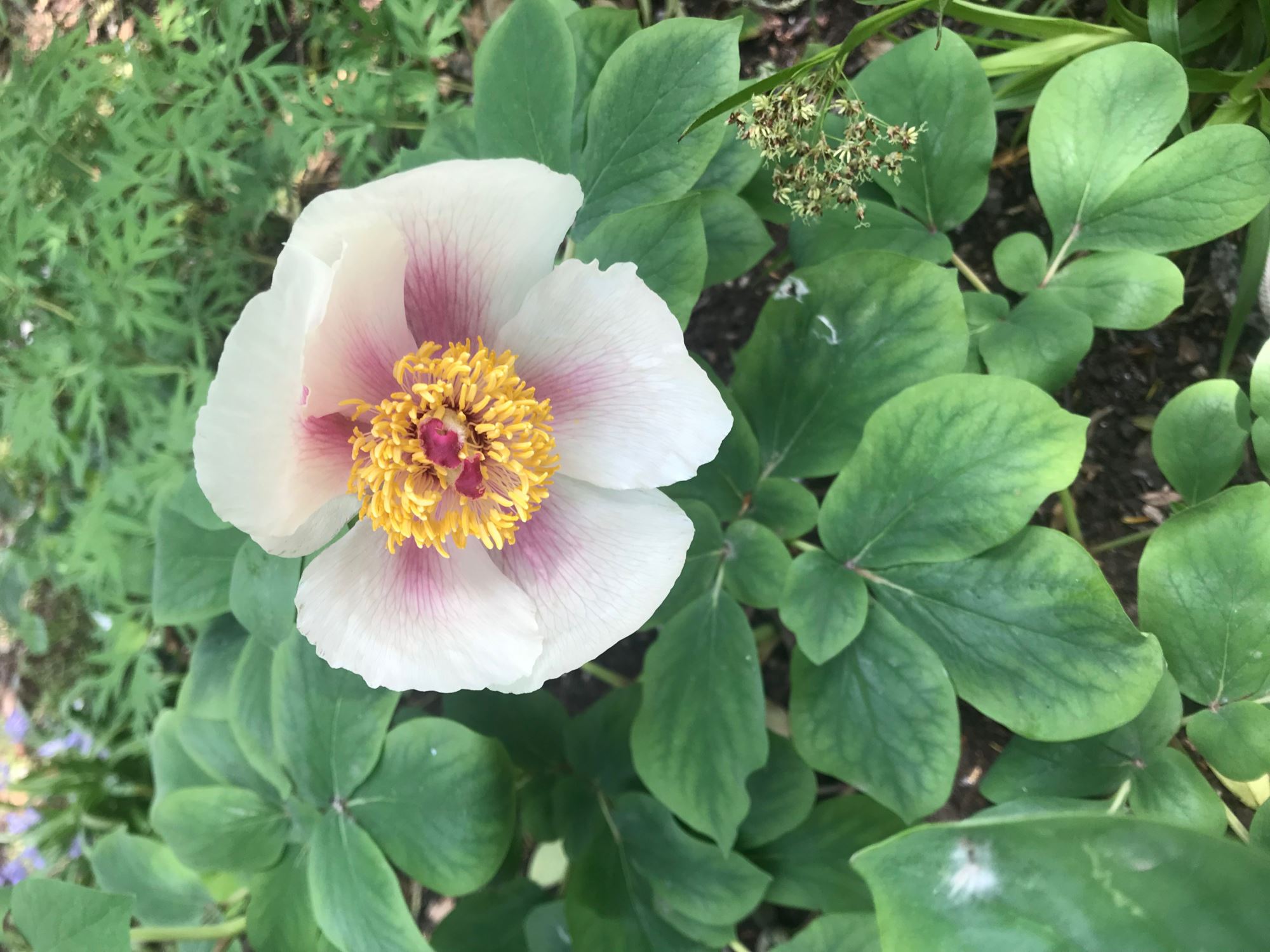 Image of Paeonia daurica subsp. mlokosewitschii