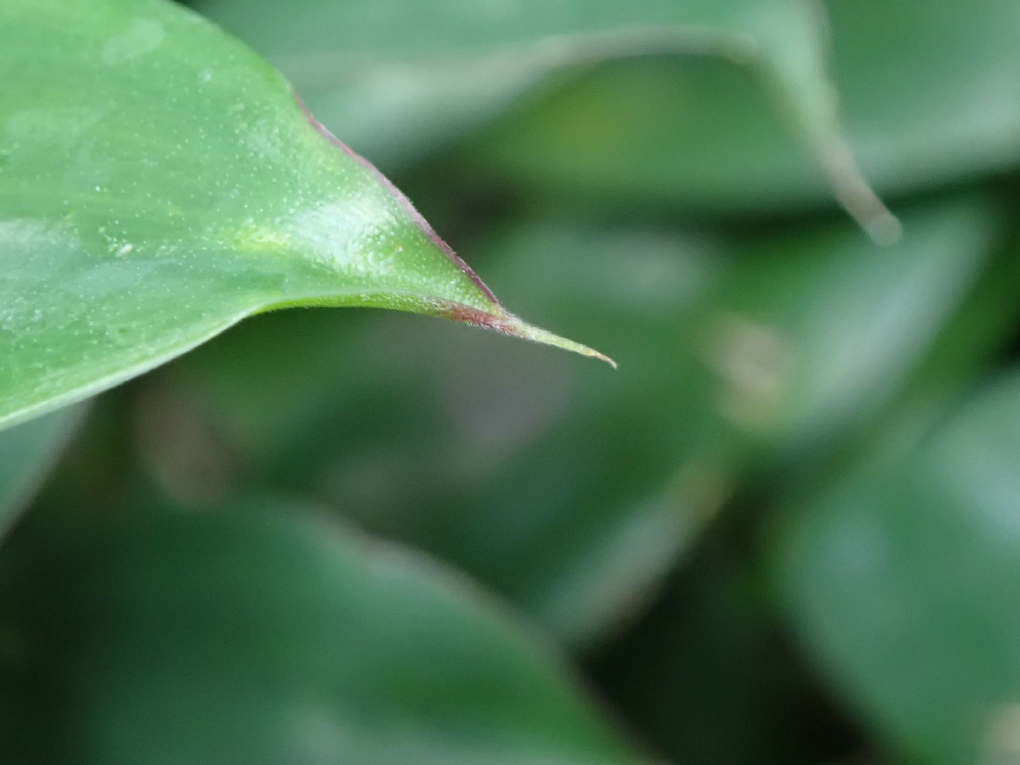 Image of Monocostus uniflorus